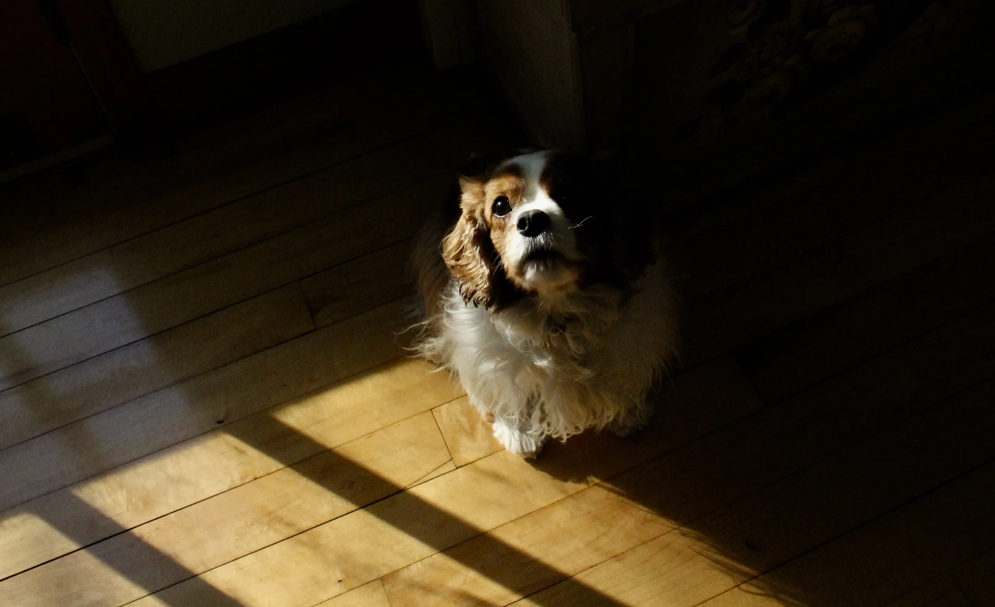 Morning Light