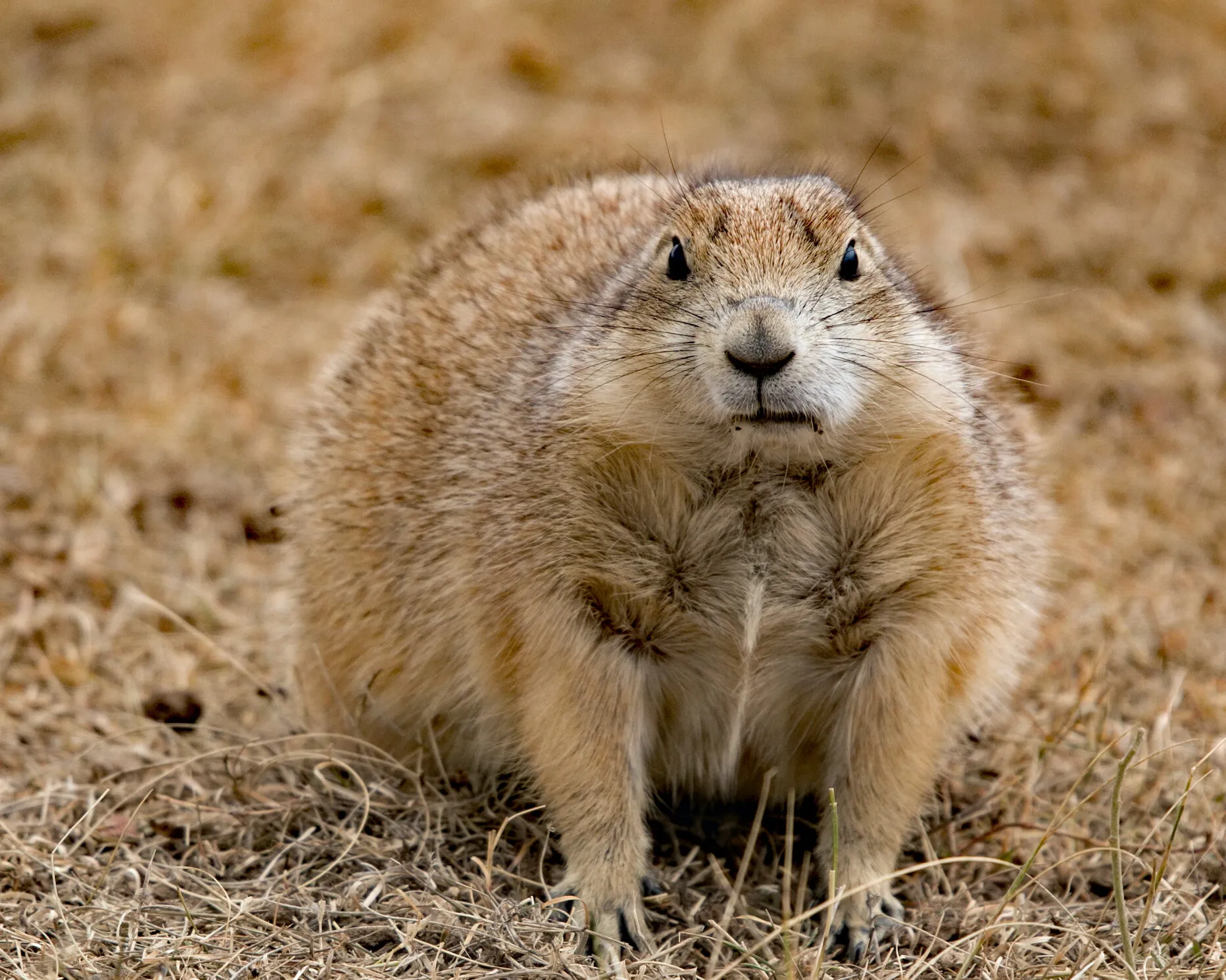 Curious prarie dog