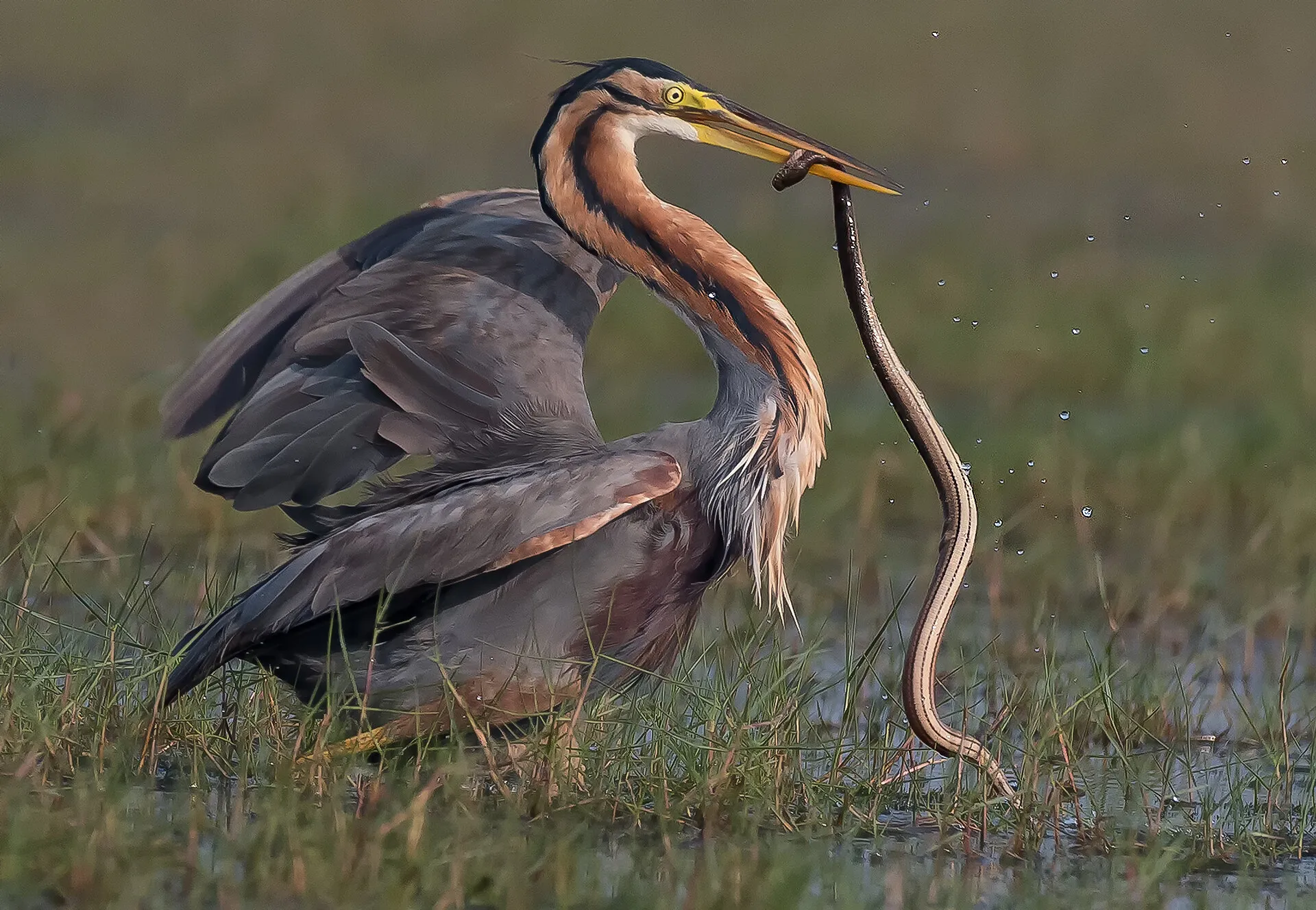 Prey and Predator