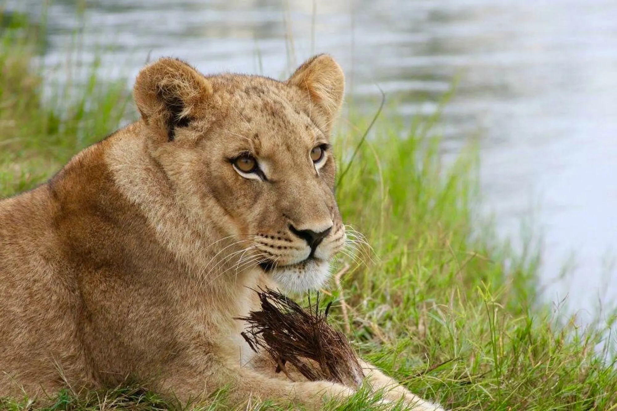 African Lion