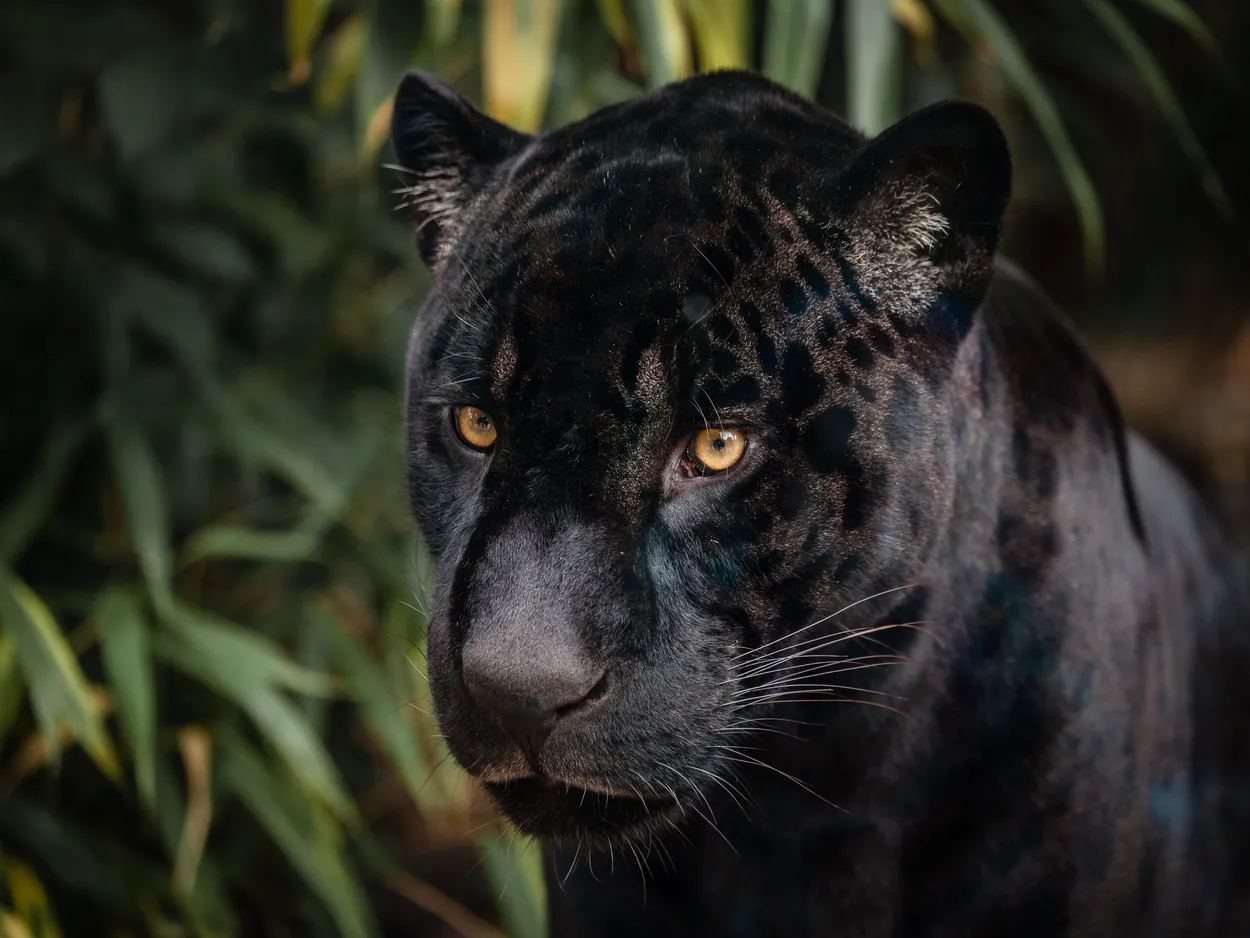 The Black Leopard