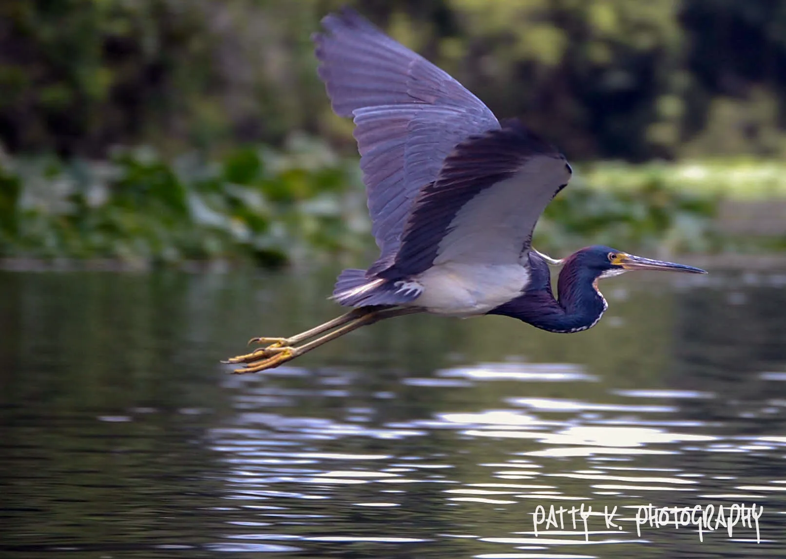 Heron in Flight