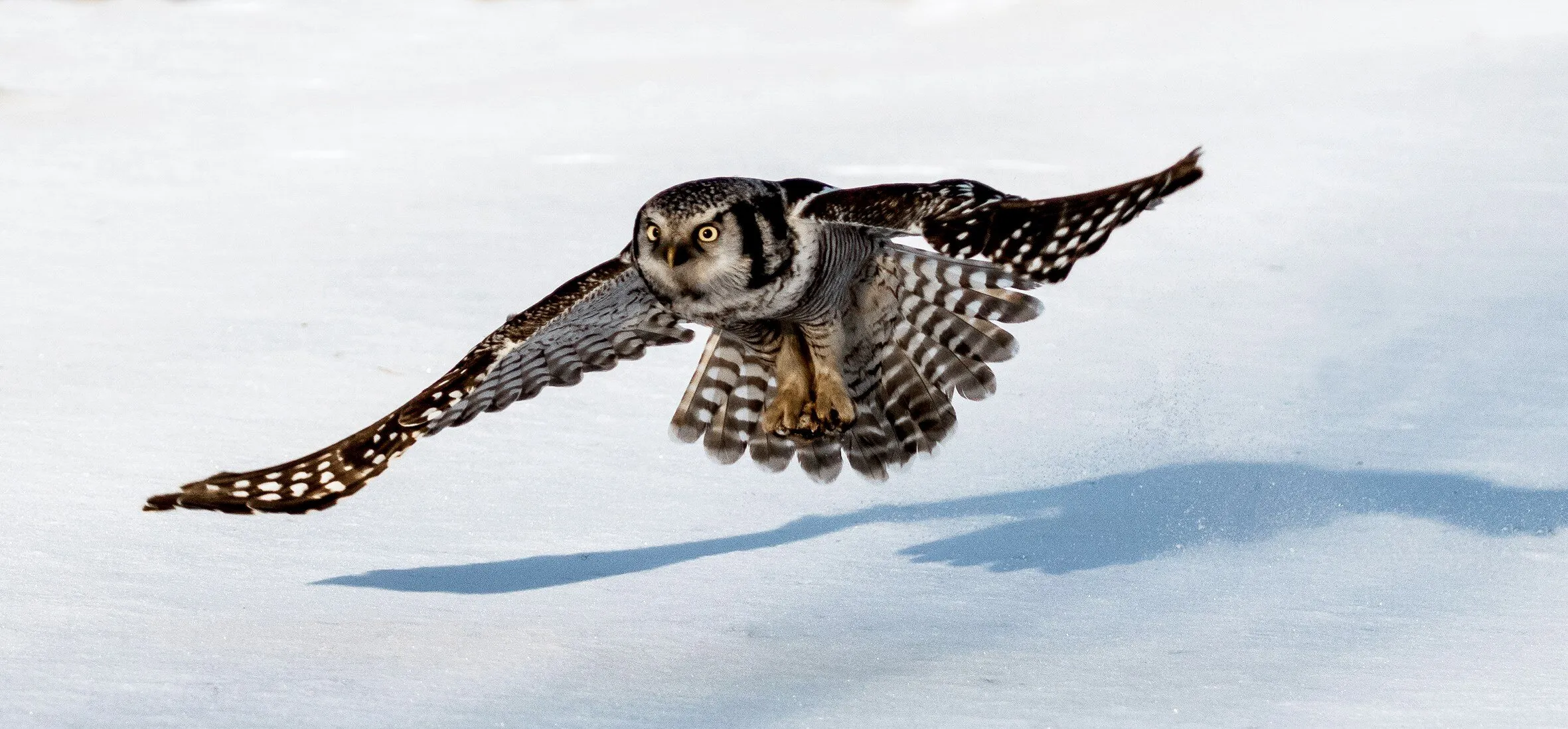 Hawk owl
