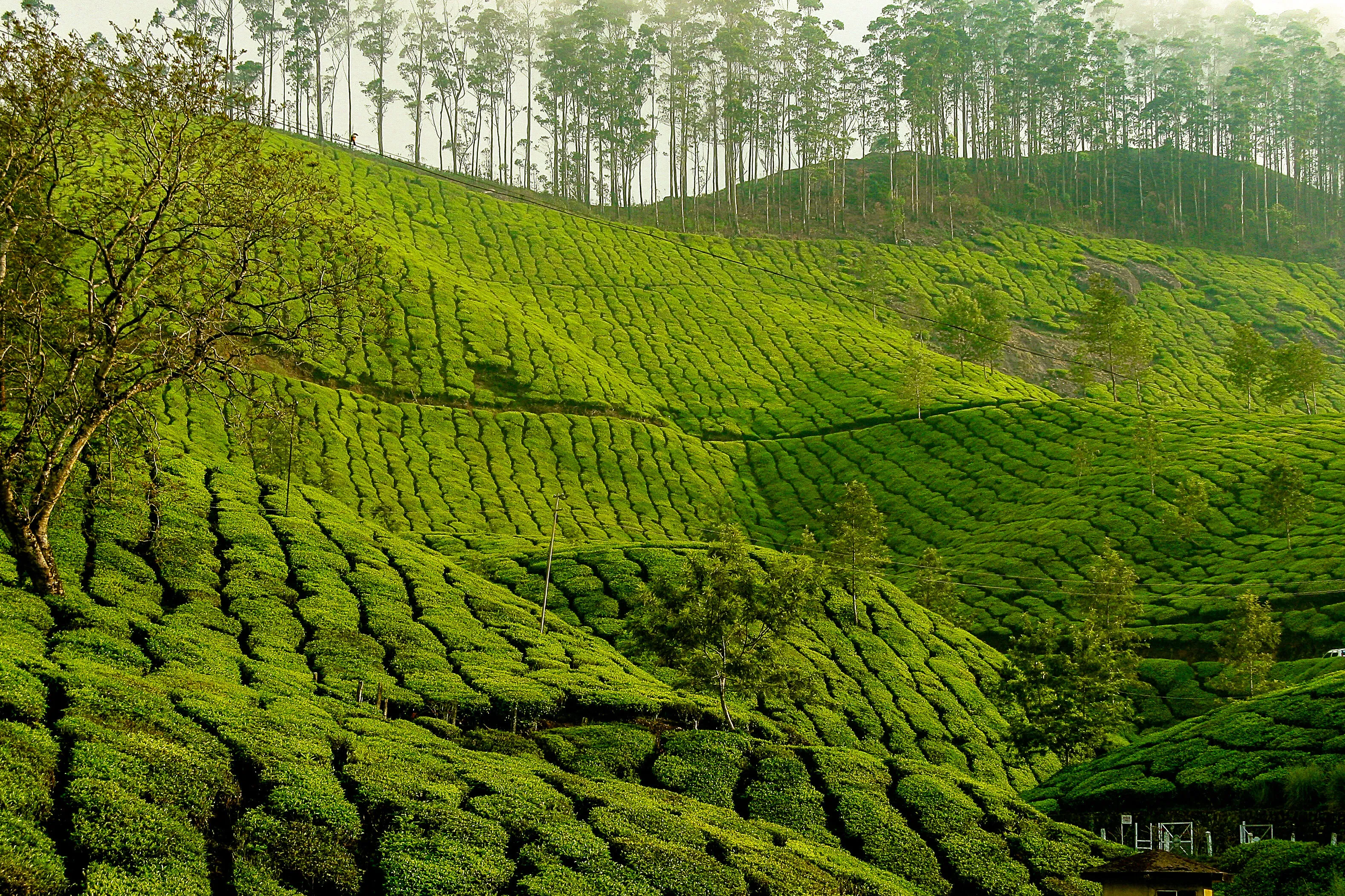 Tea fields