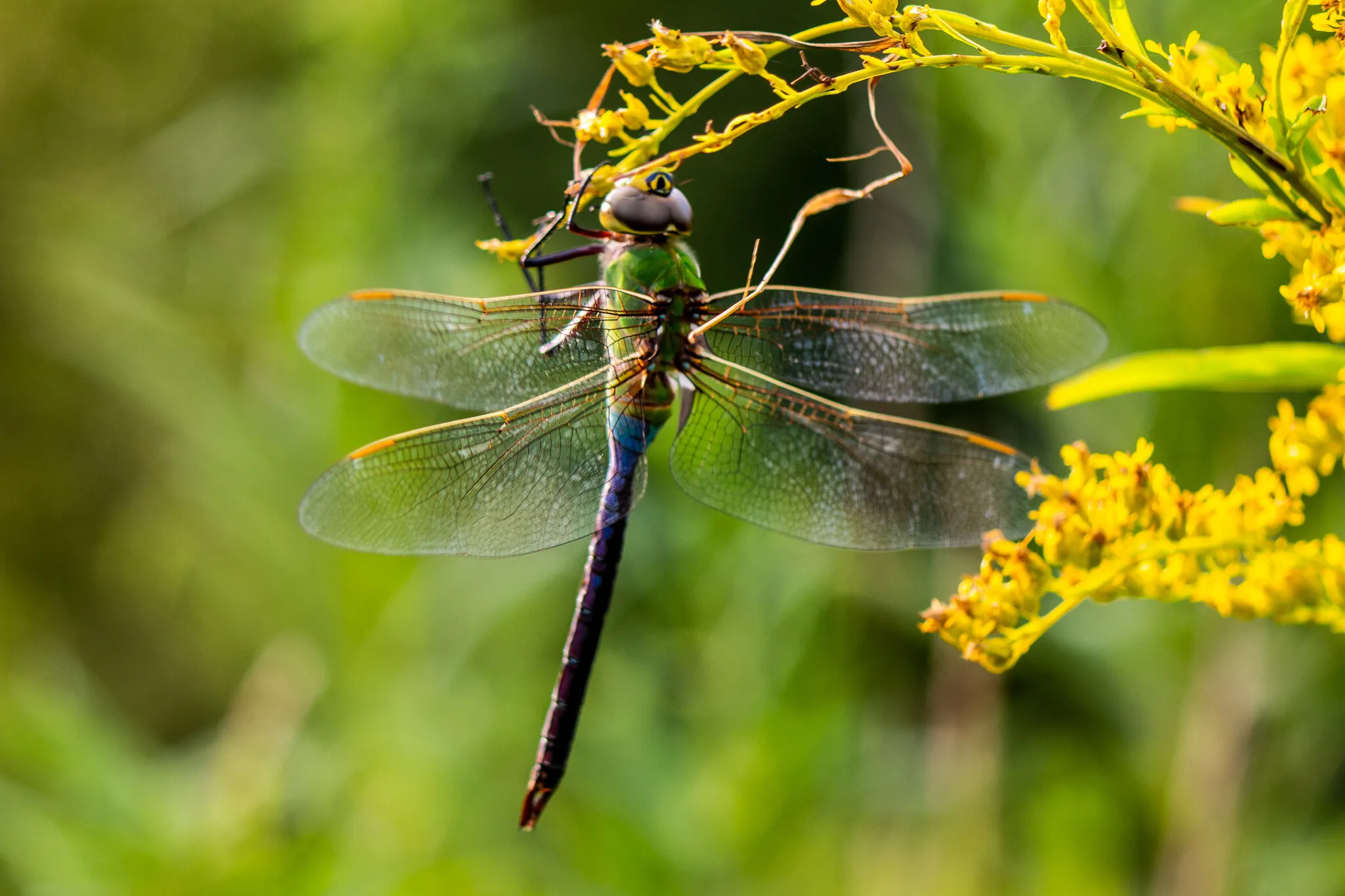 Common Green Darner At Allegany State Park