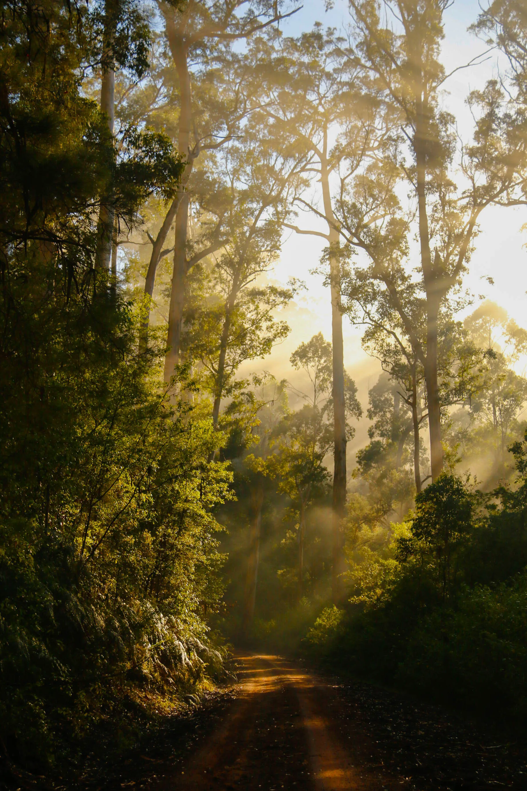 Morning Light