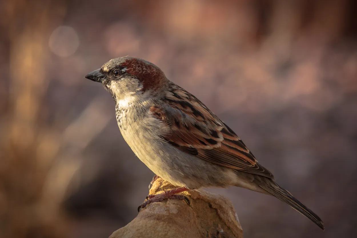 Entry 3354943
