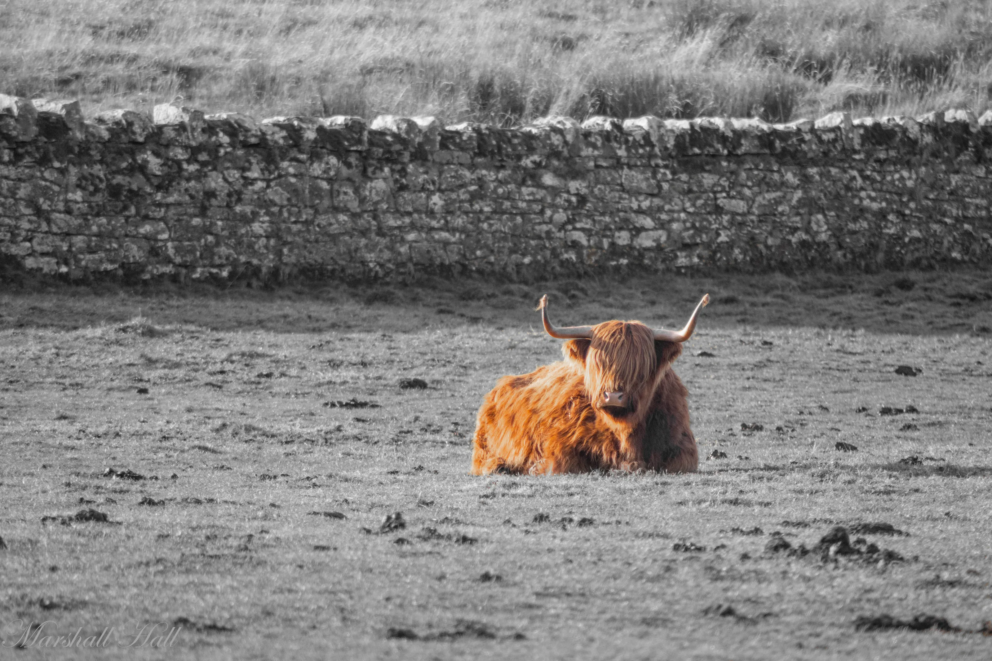 Highland Cow