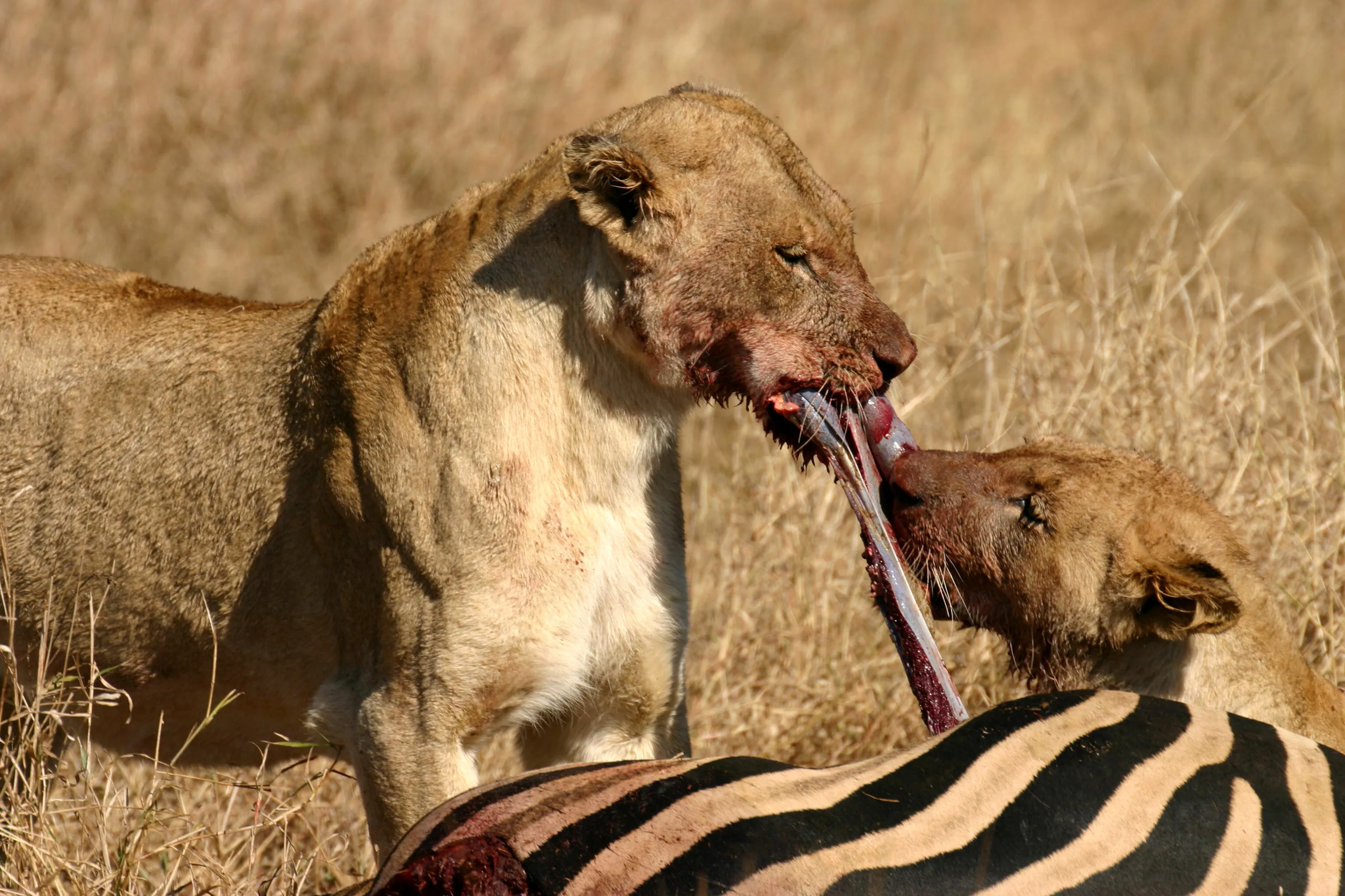 Lion Tug O' War