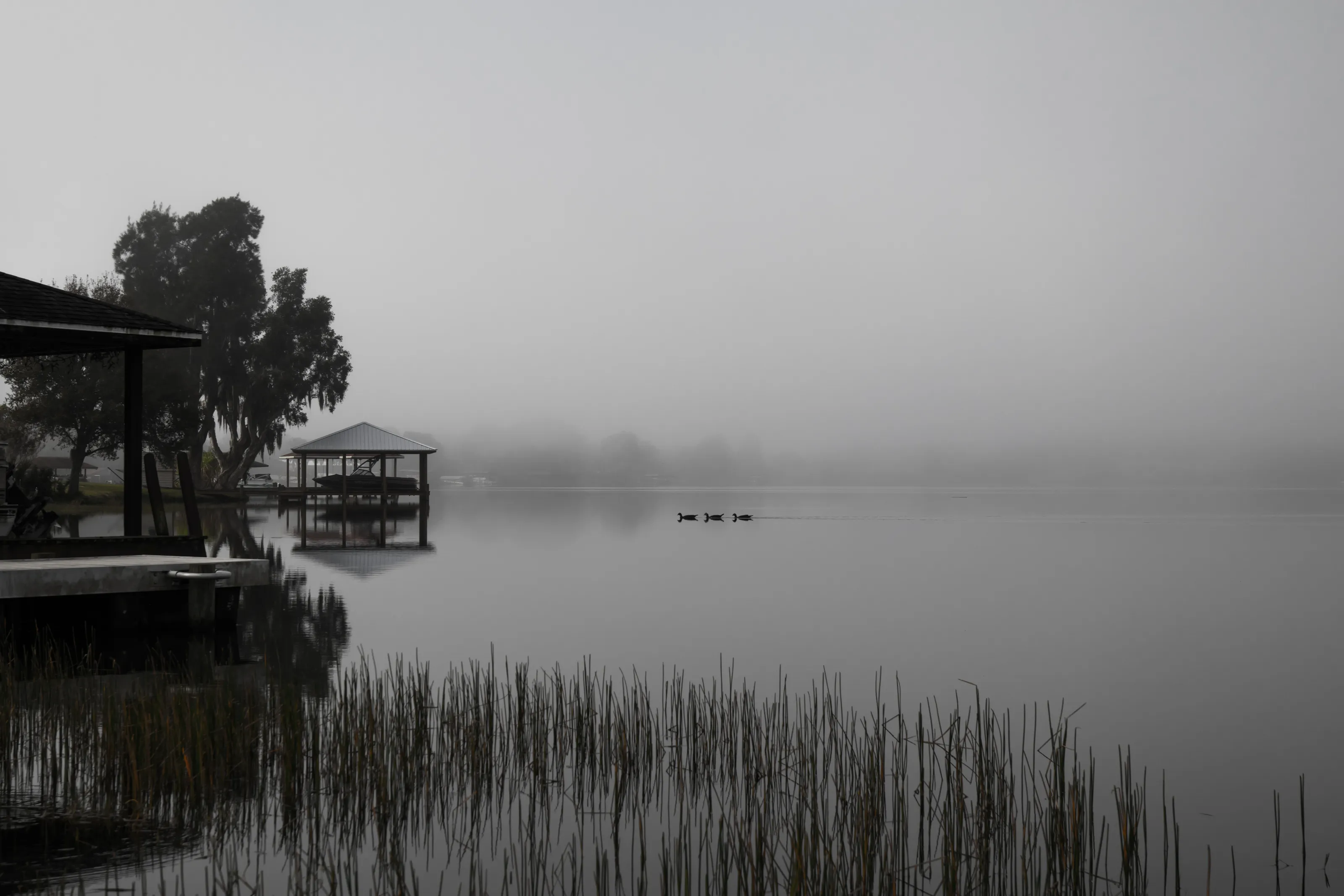 Three ducks on the lake