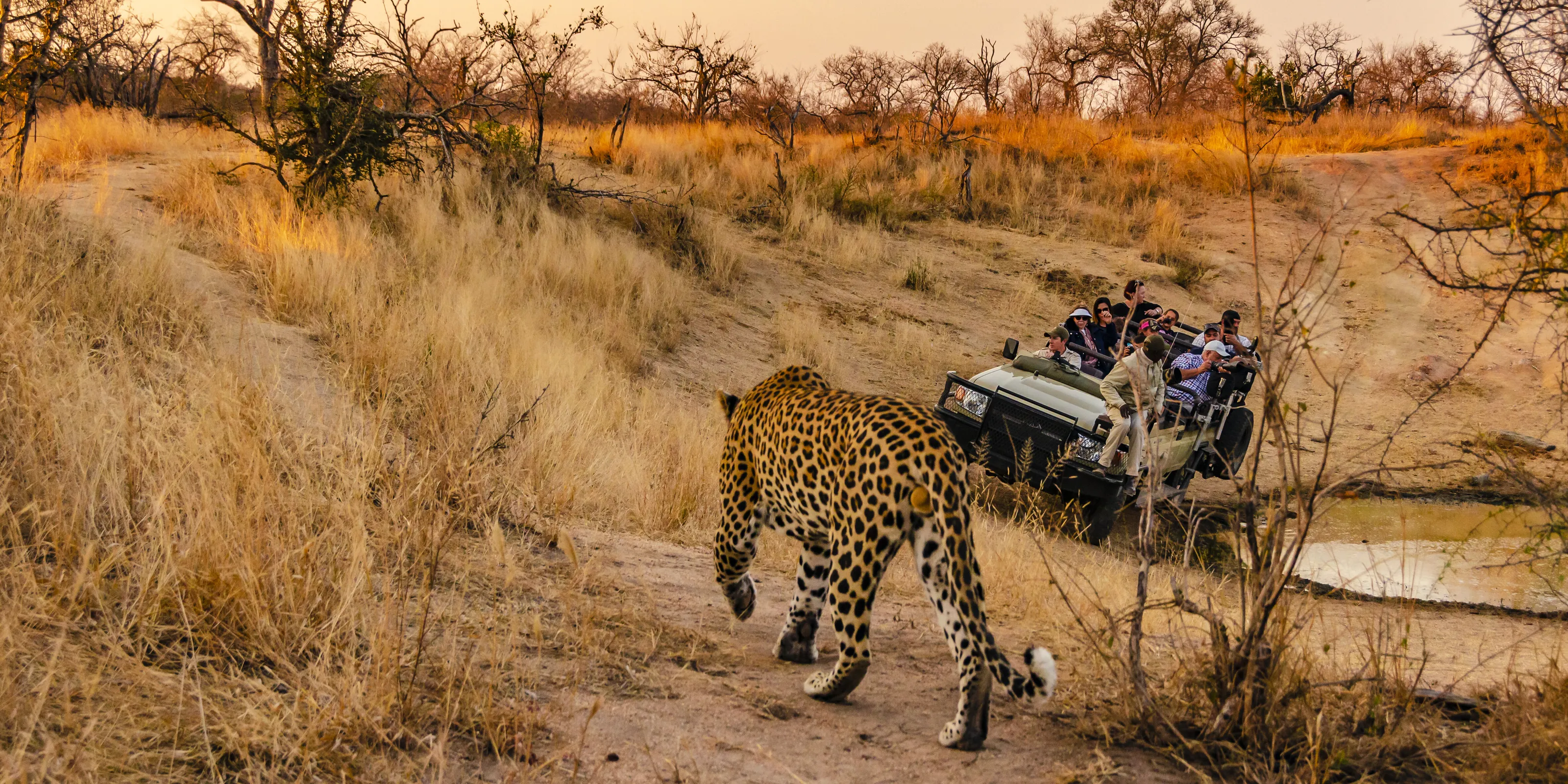 Leopard on Safari