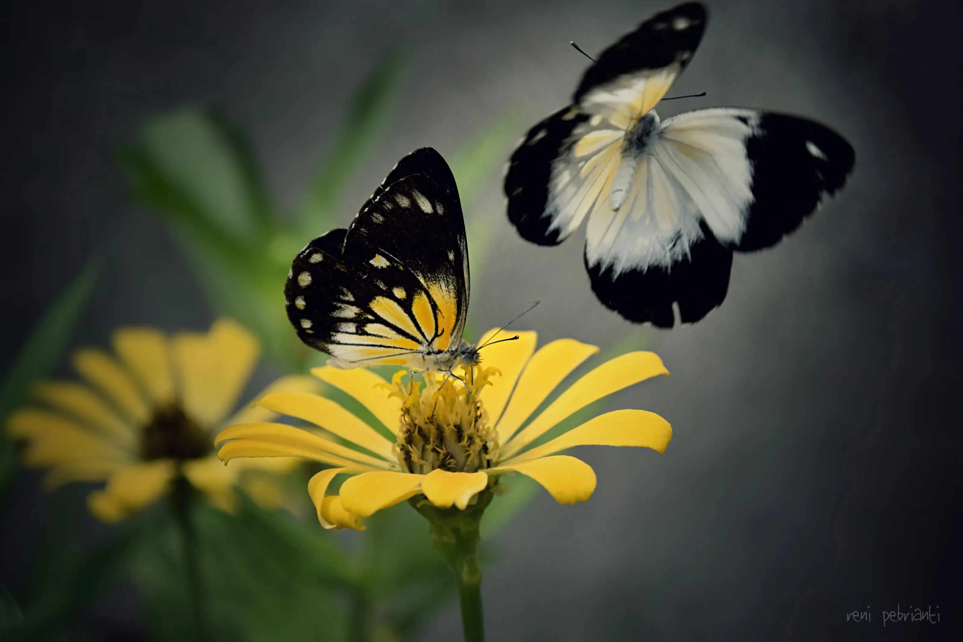 my butterfly