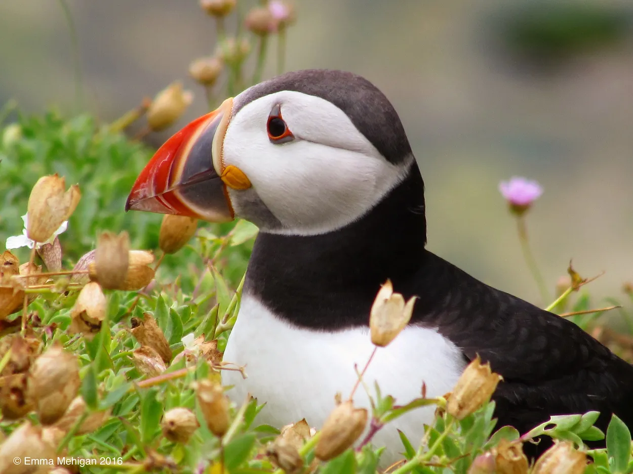 Entry 3366673