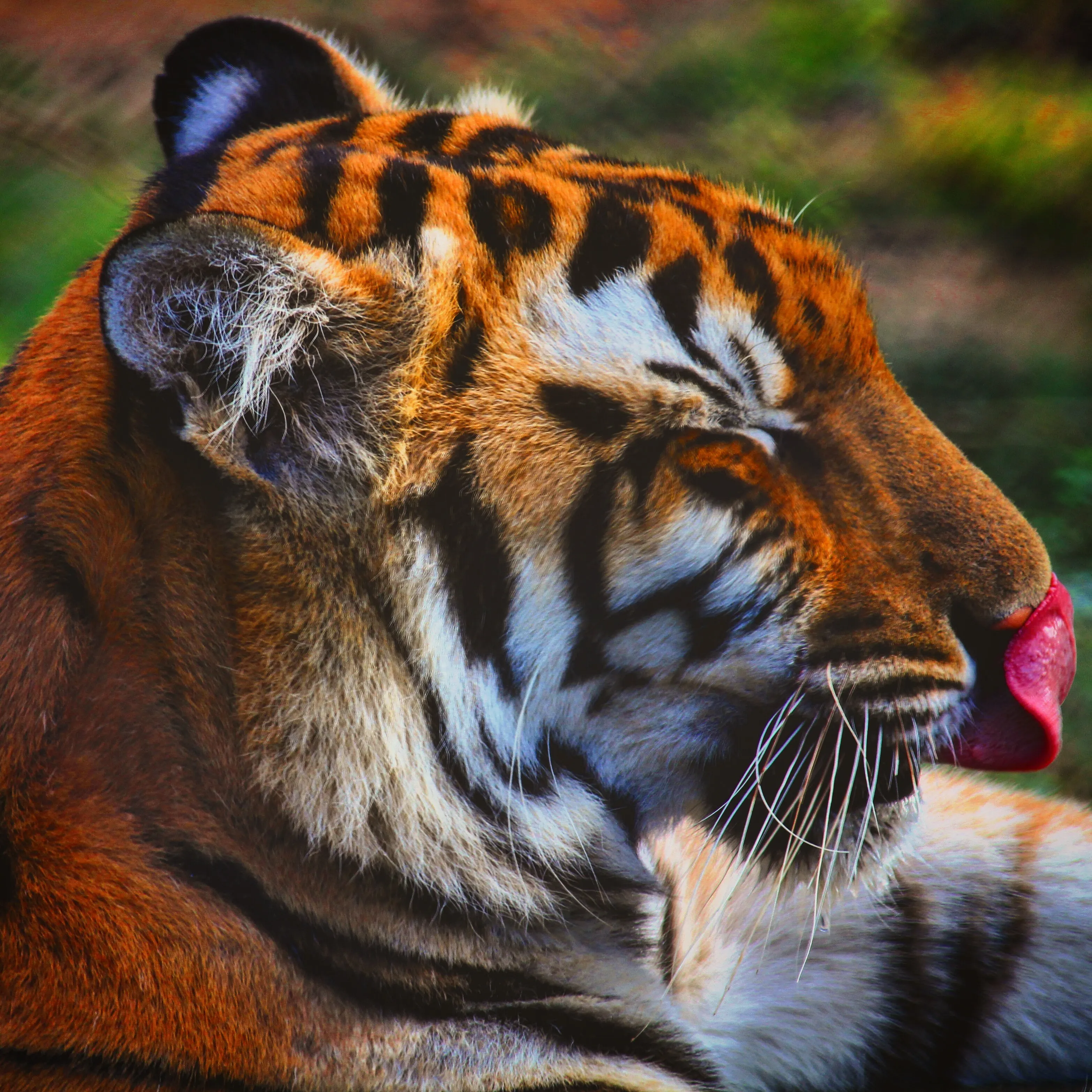 Wildlife