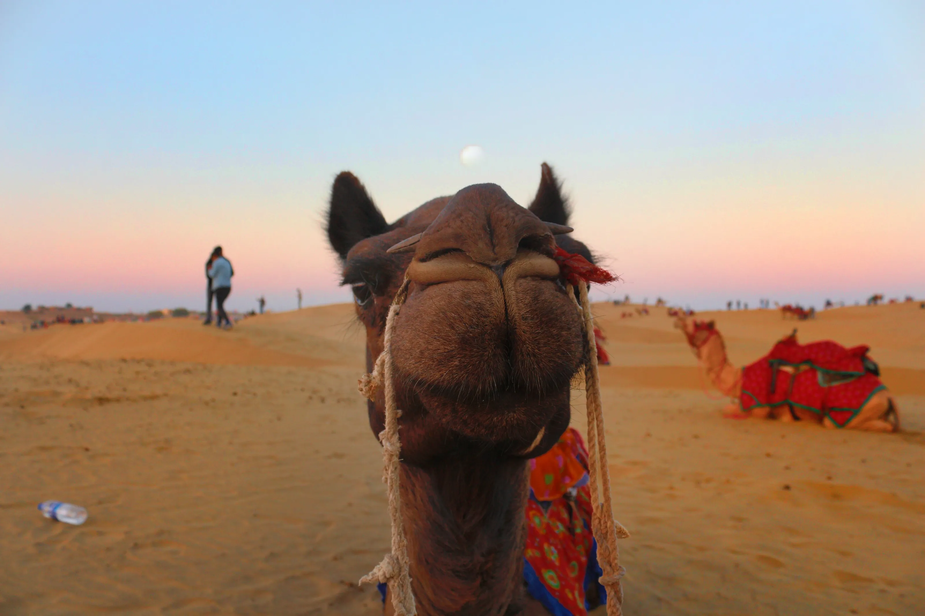 Smiling camel