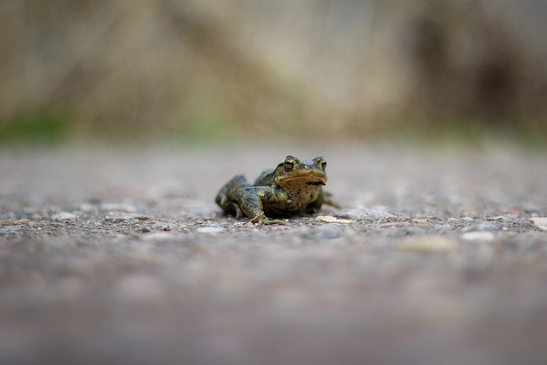Frog