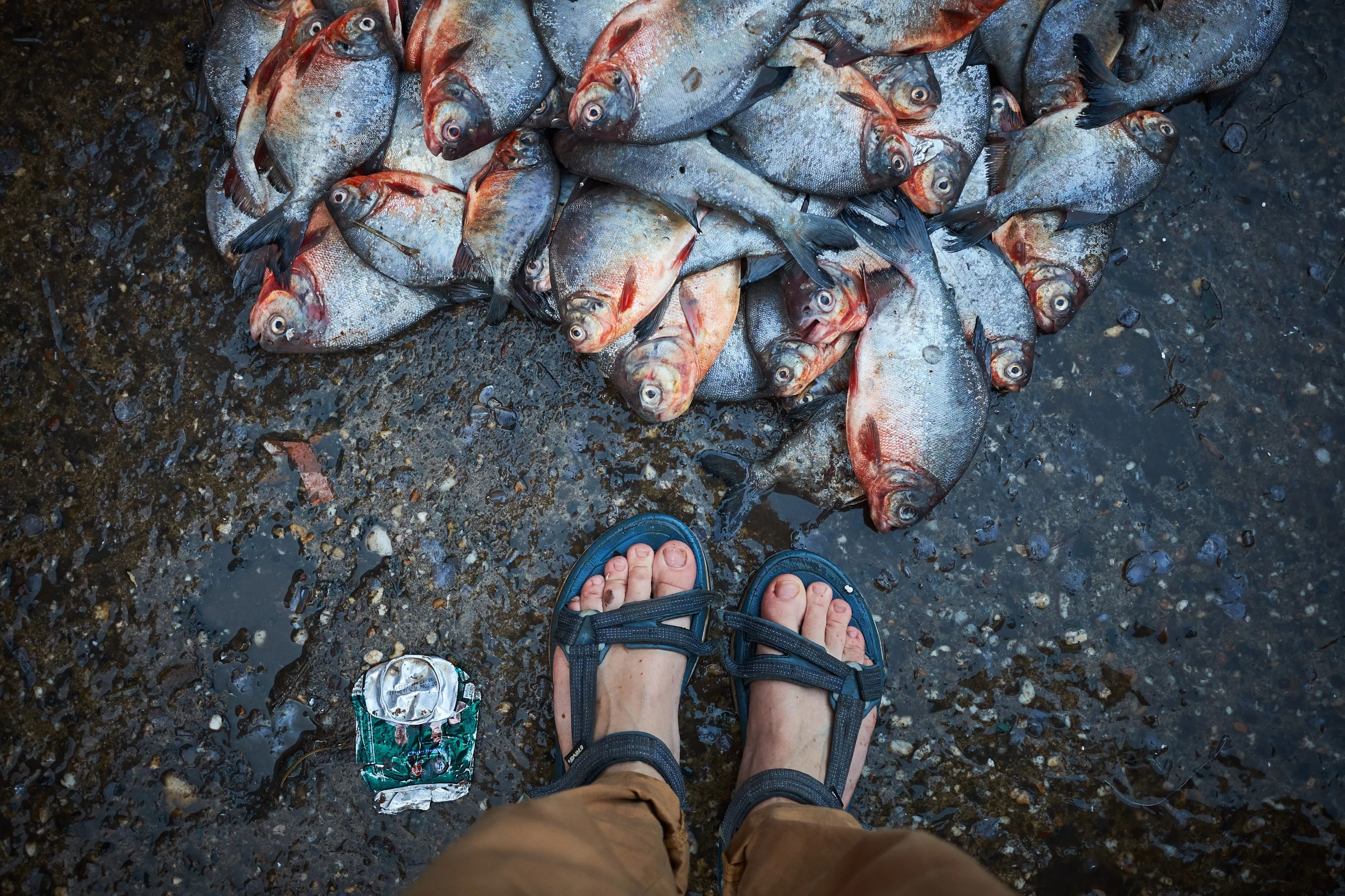 Wholesale fishmarket in Yangon, Myanmar