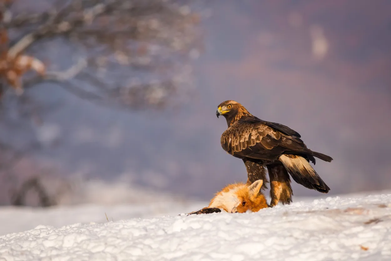 Golden Eagle caught me with her eyes.