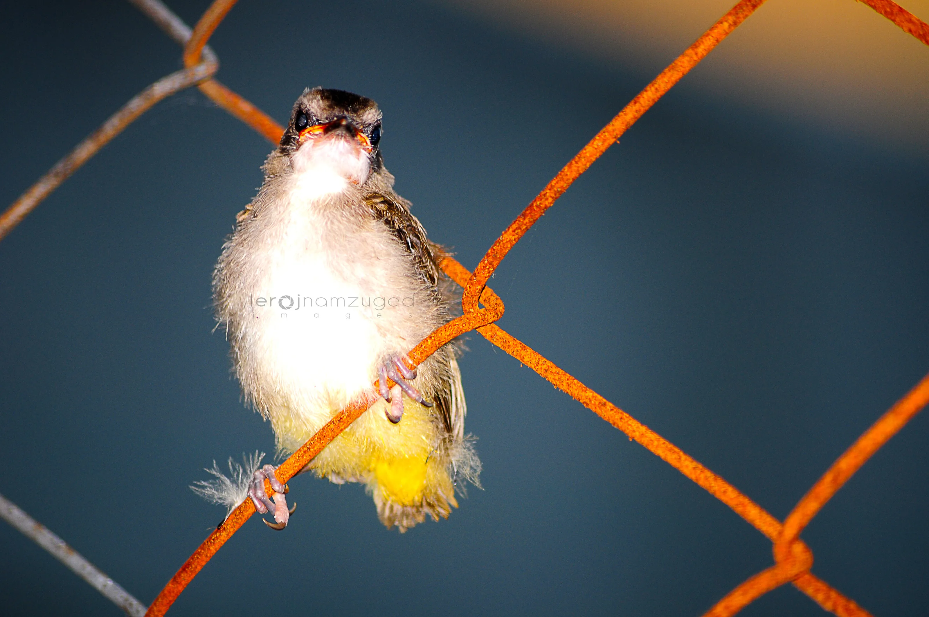 young bird on my fence