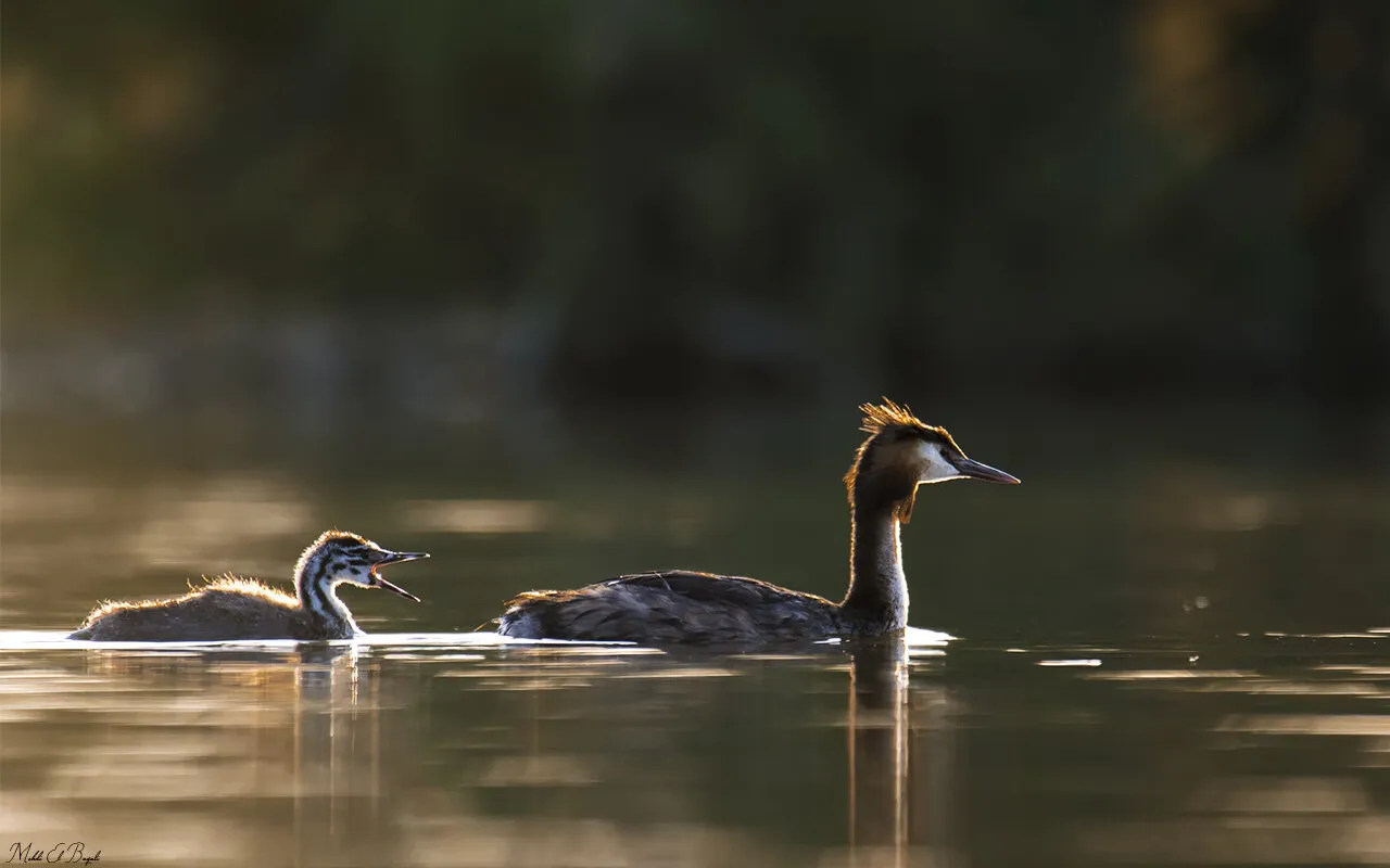 Great Crested Grebe