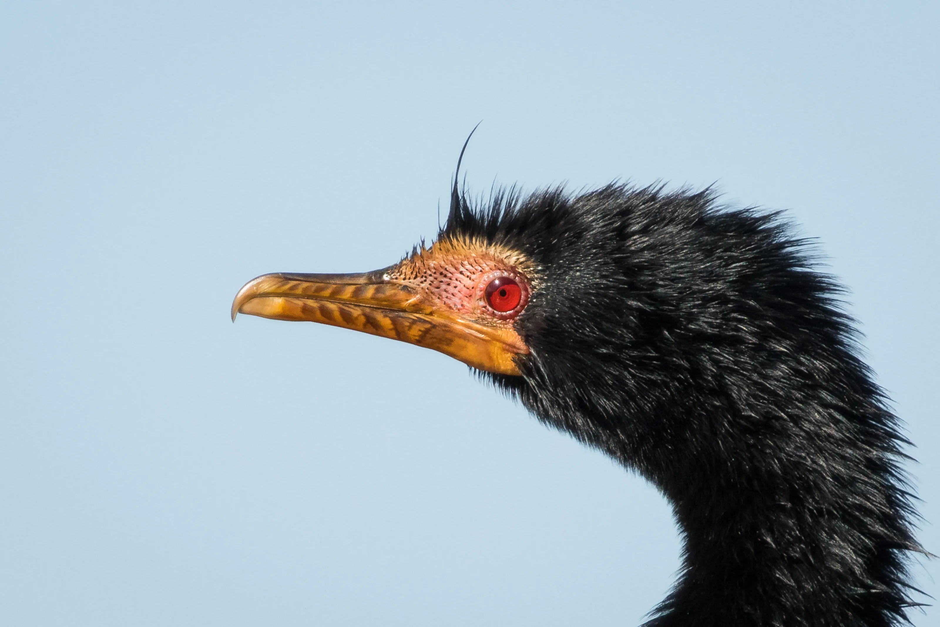 Darter drying in the sun