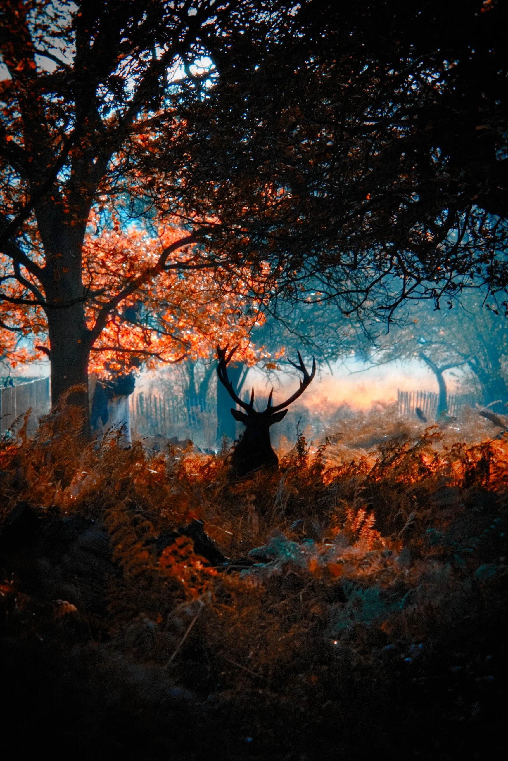 Enchanted Misty Forest