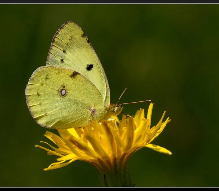 Colias croceus