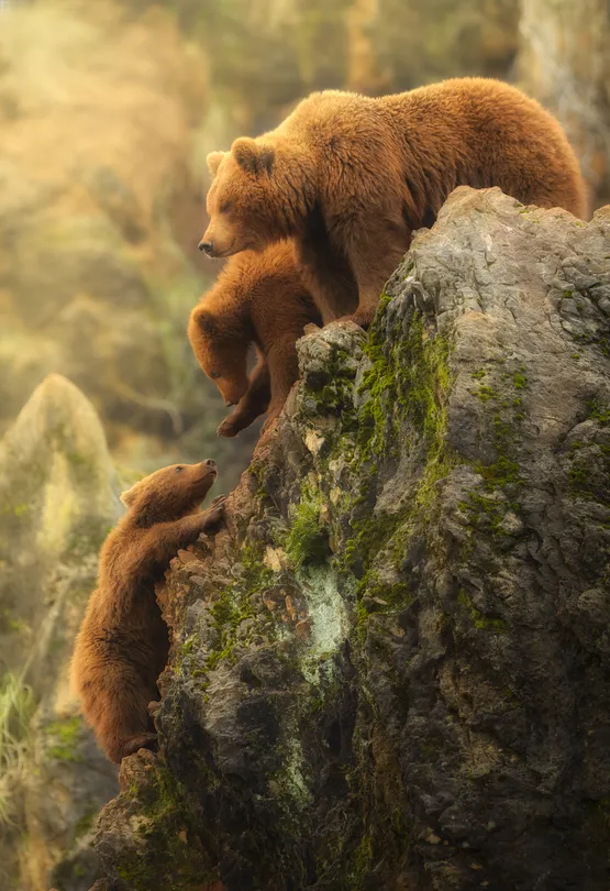 Bear’s Family