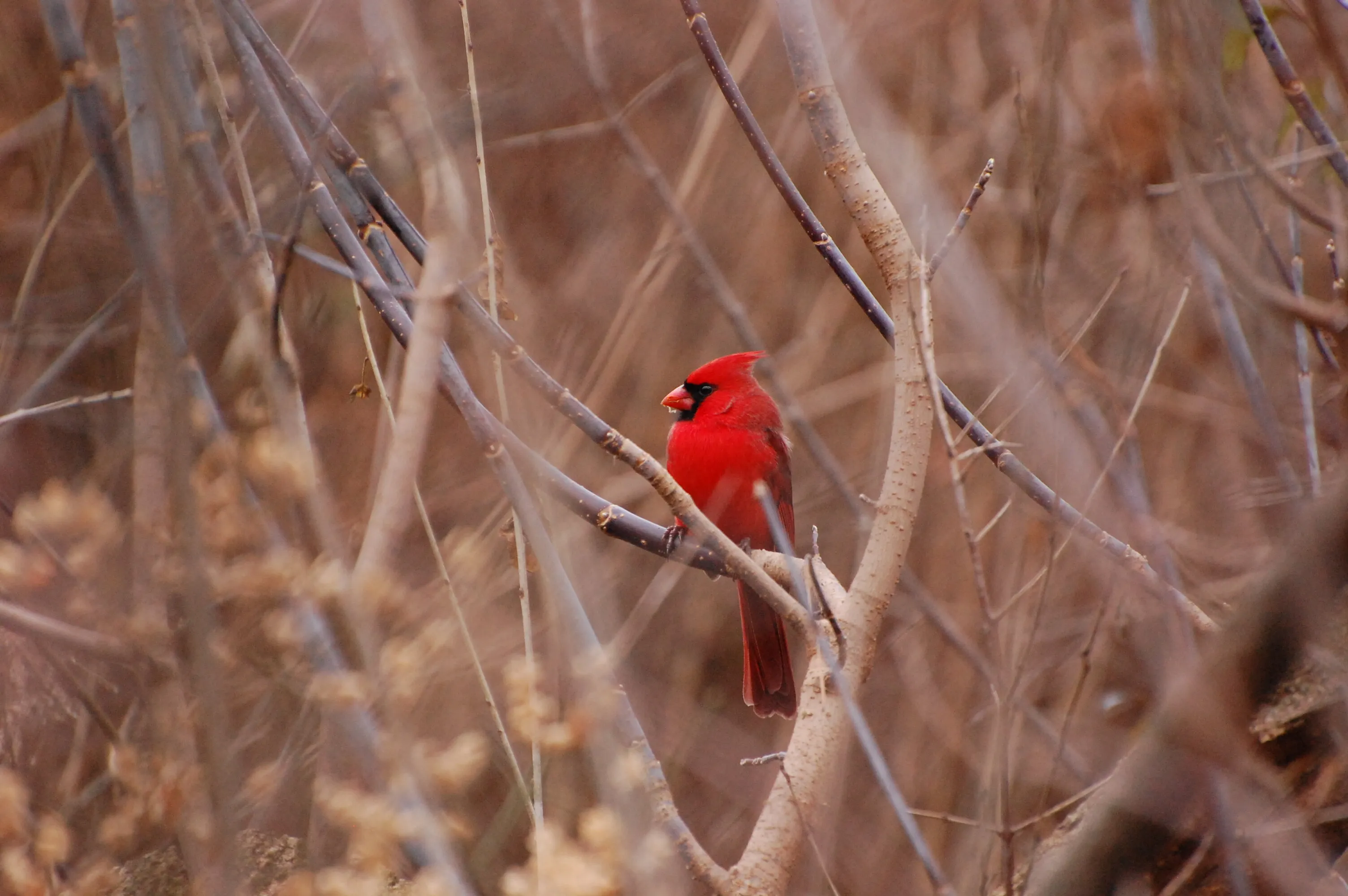 Northern Cardinal