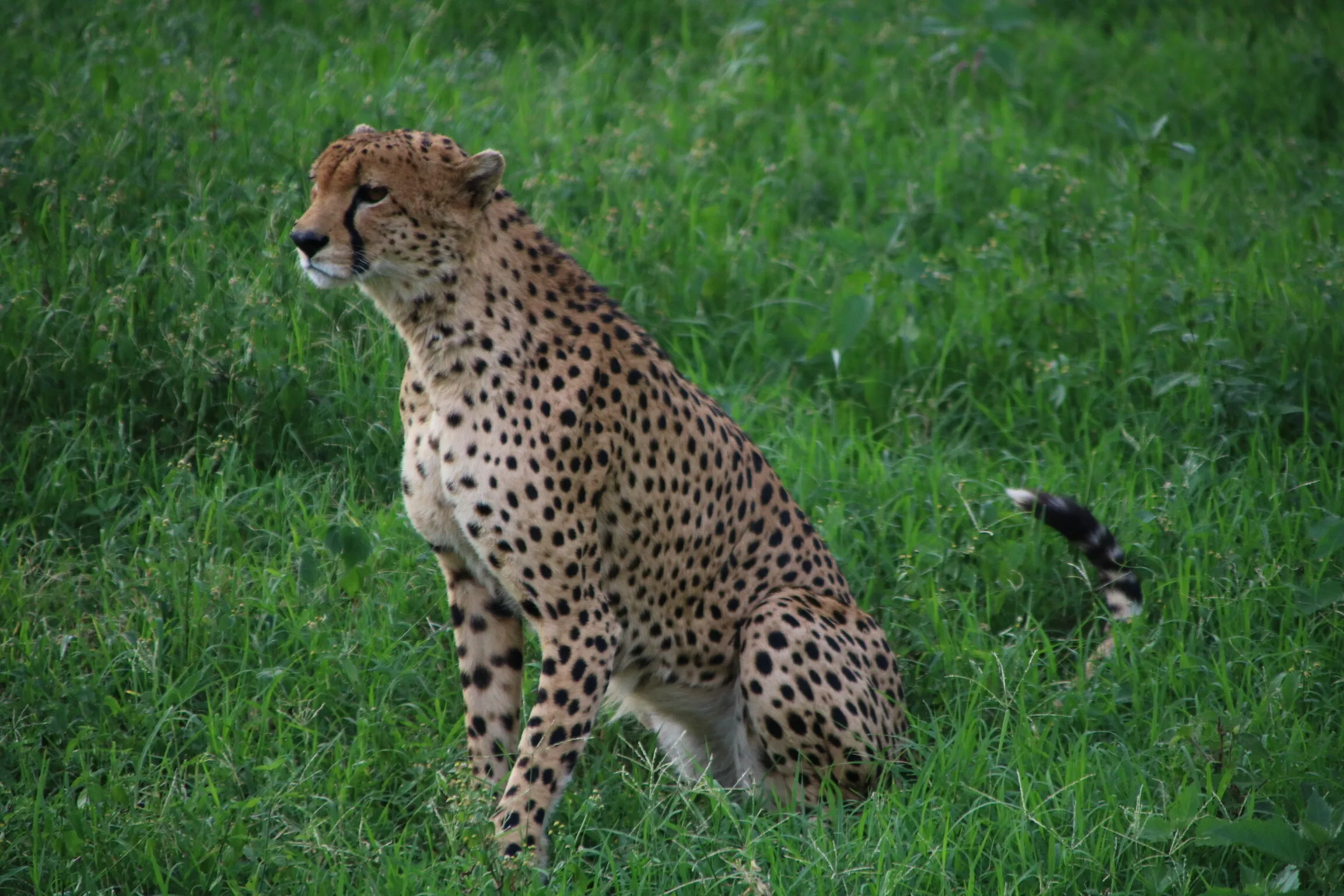 Cheetah Hunting for Impala