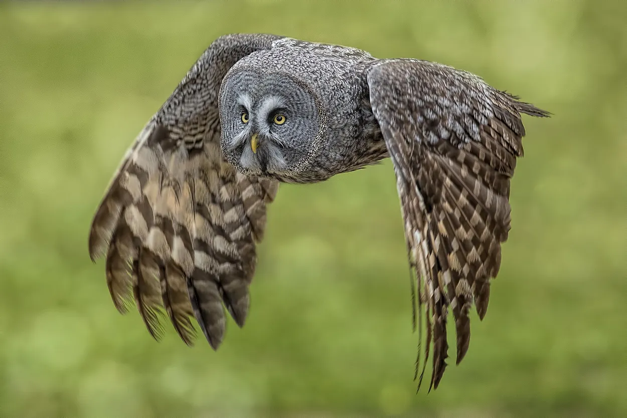 Entry 3658039