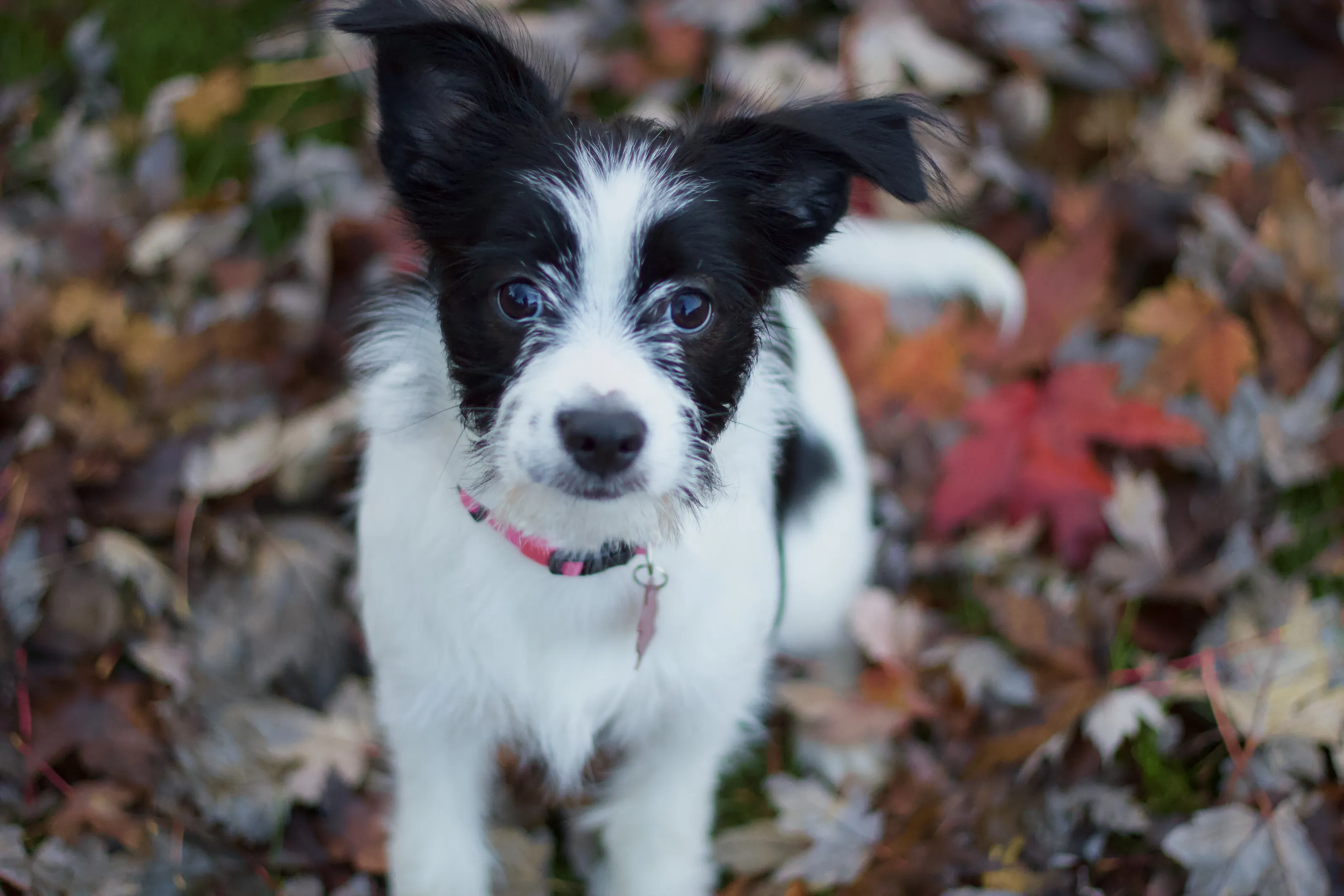 Fall time fun