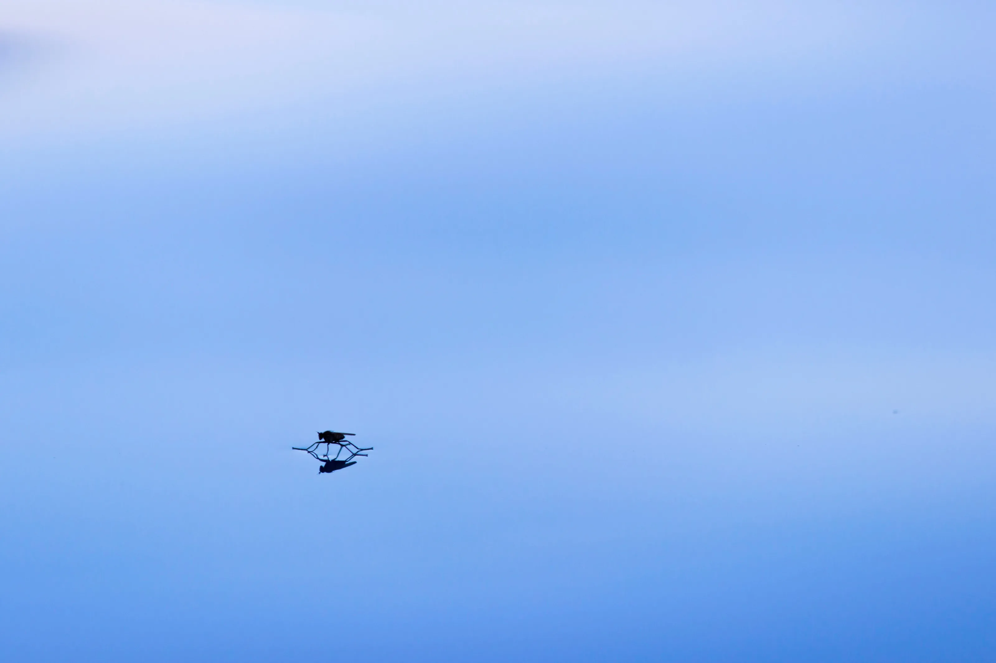 'Reflection'