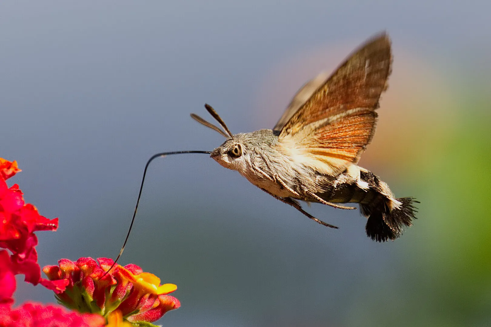 Hummingbird Hawk Moth