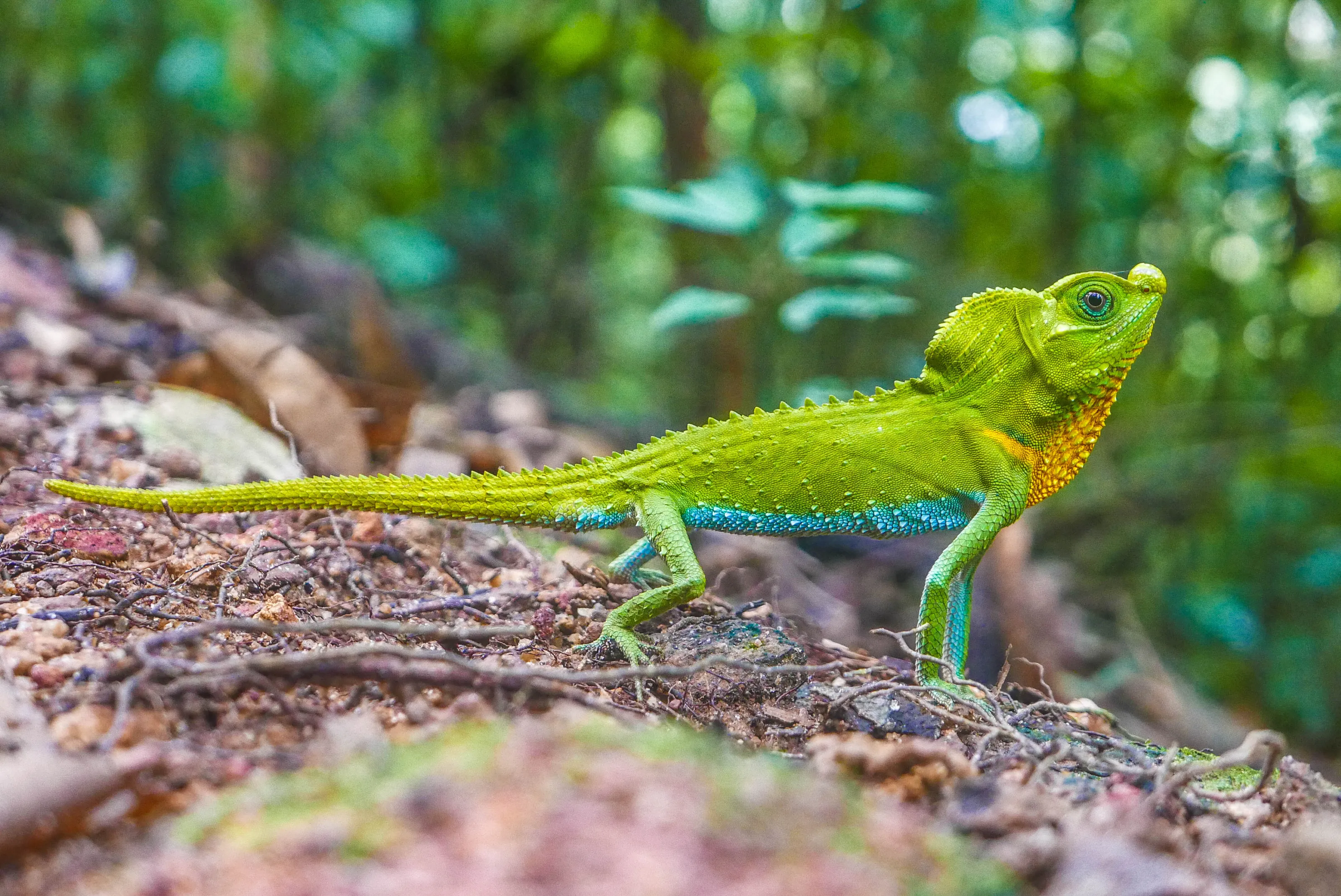 Hump-nosed Lizard