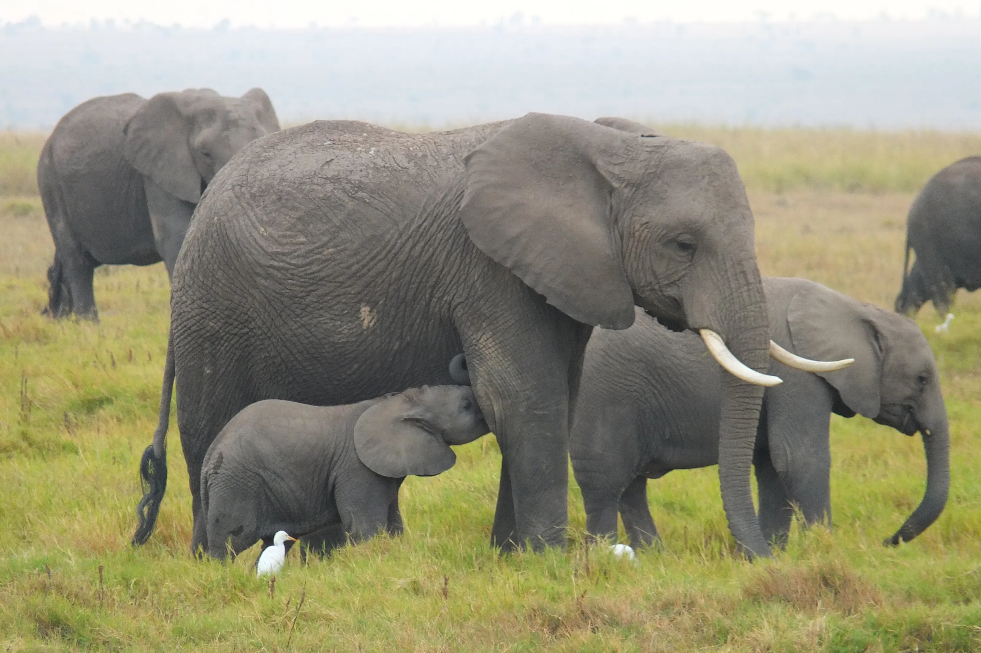 Amboseli Elephants - Kenya
