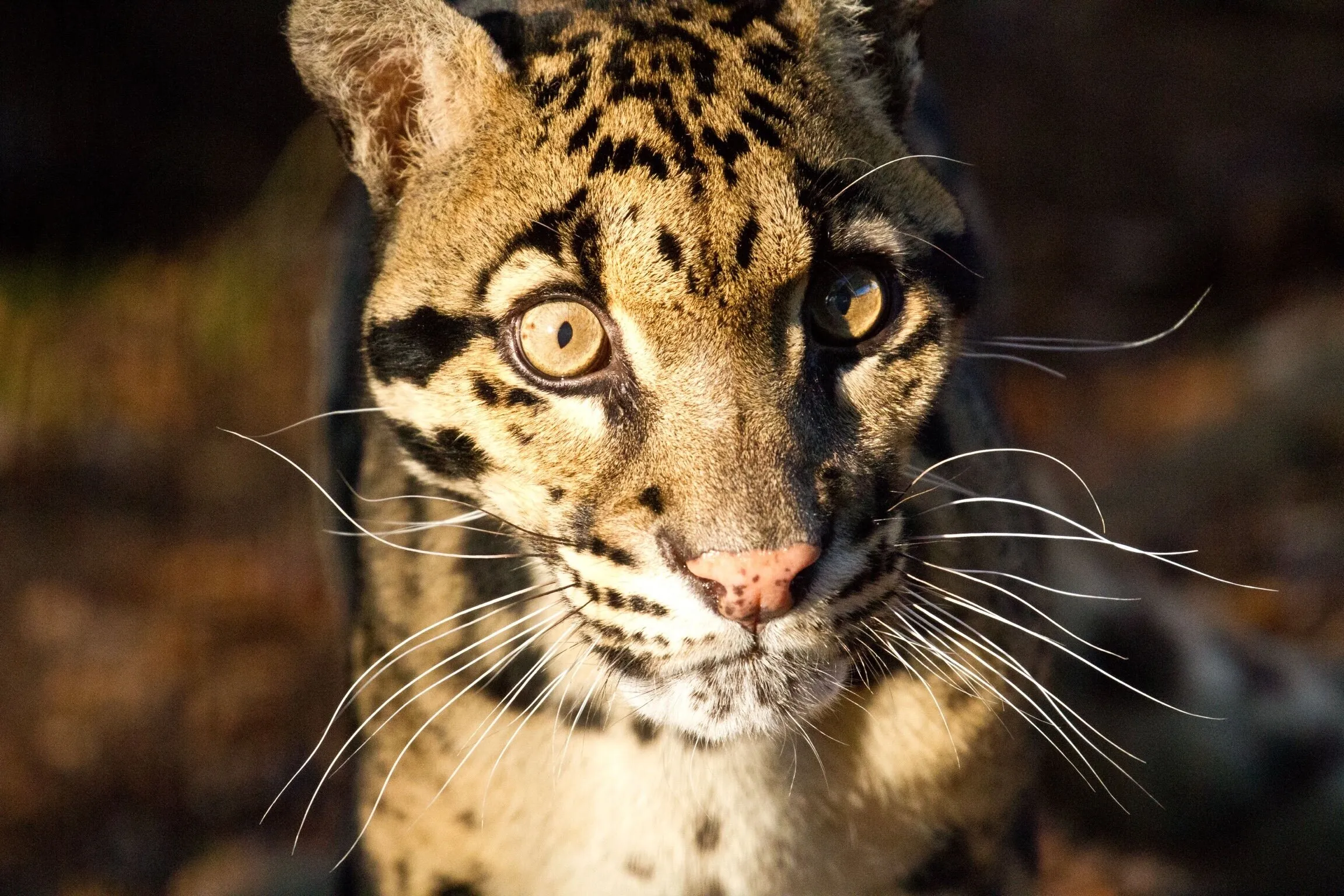 The Stare