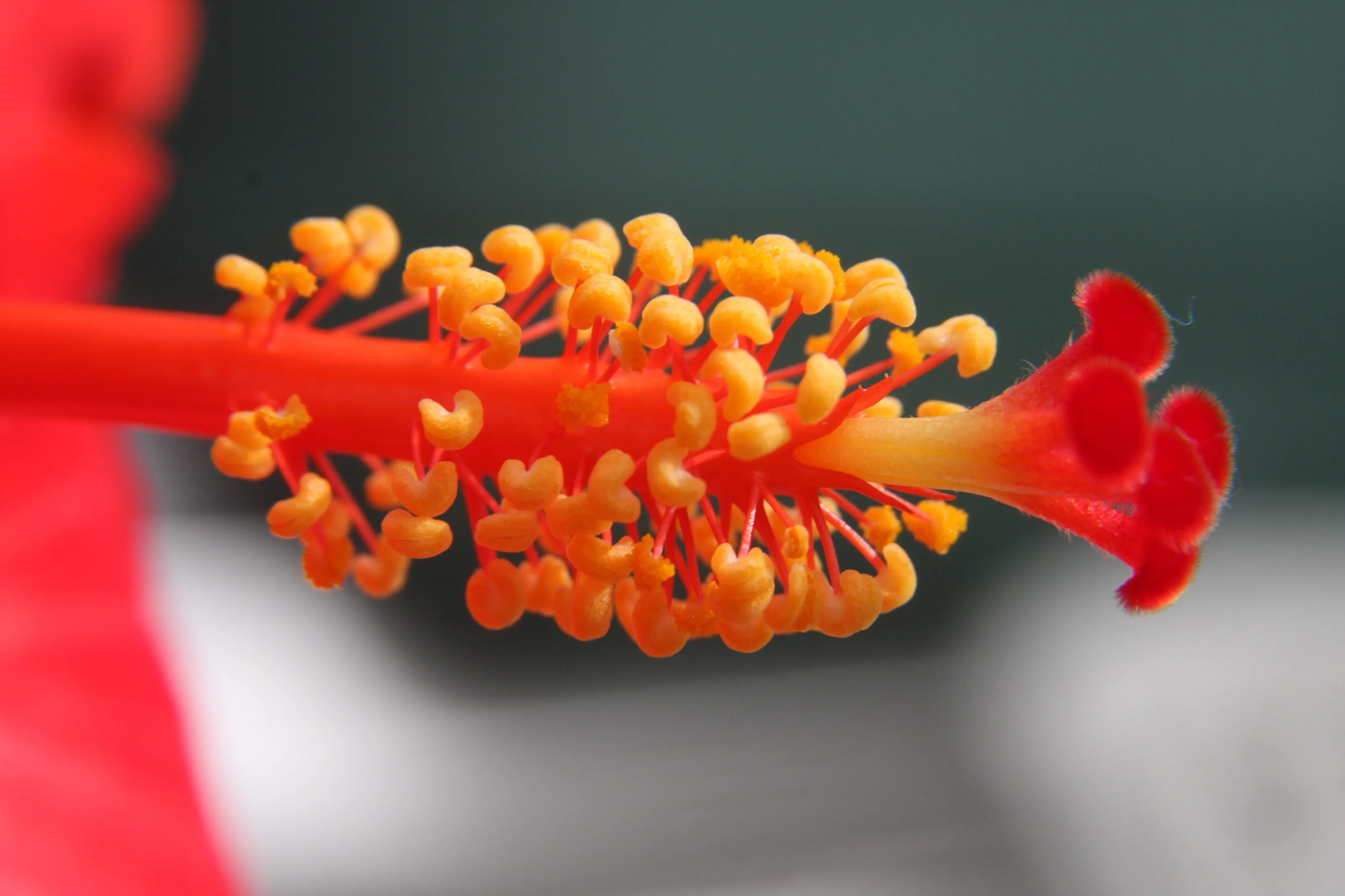Macro Flower