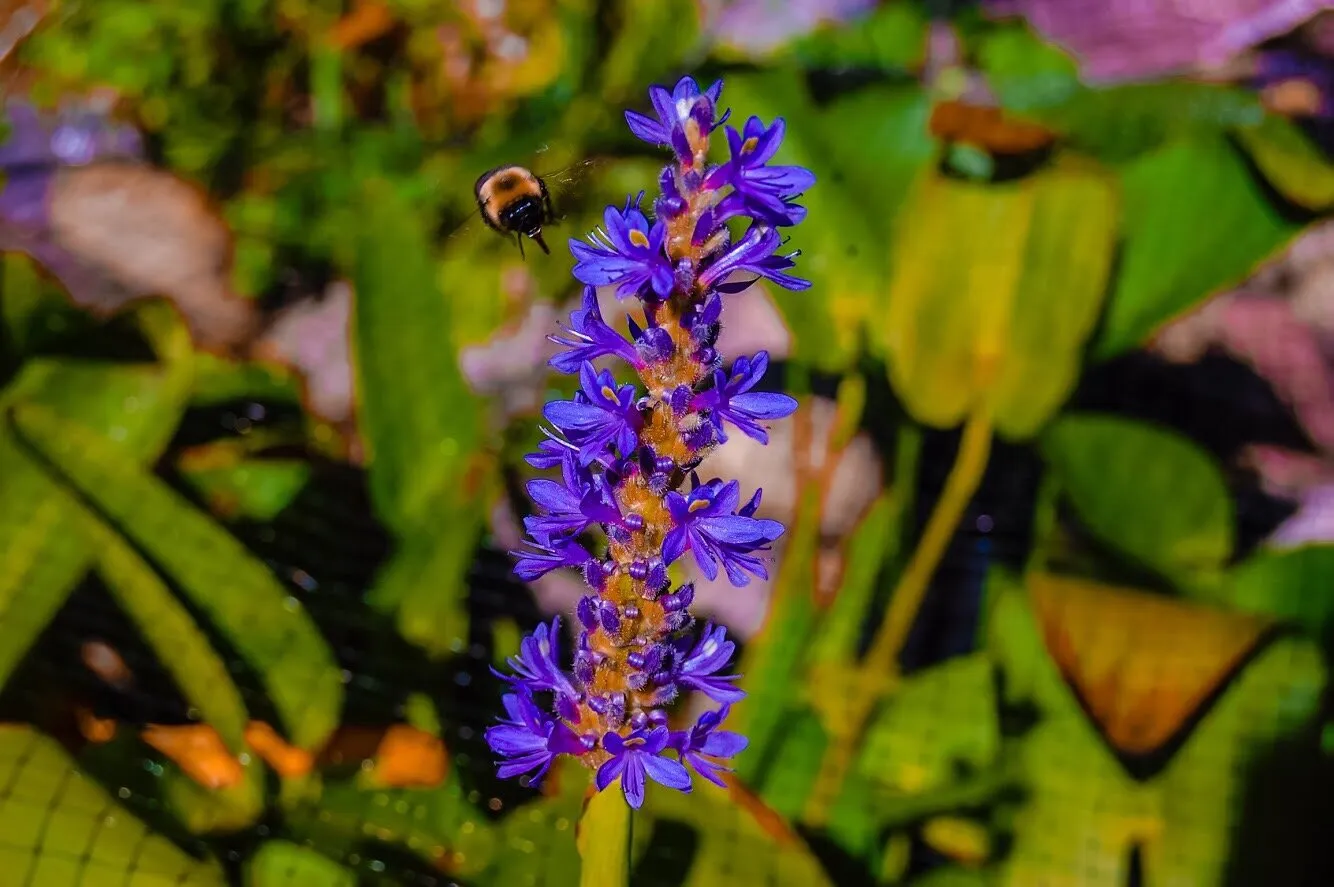 Bumblebee