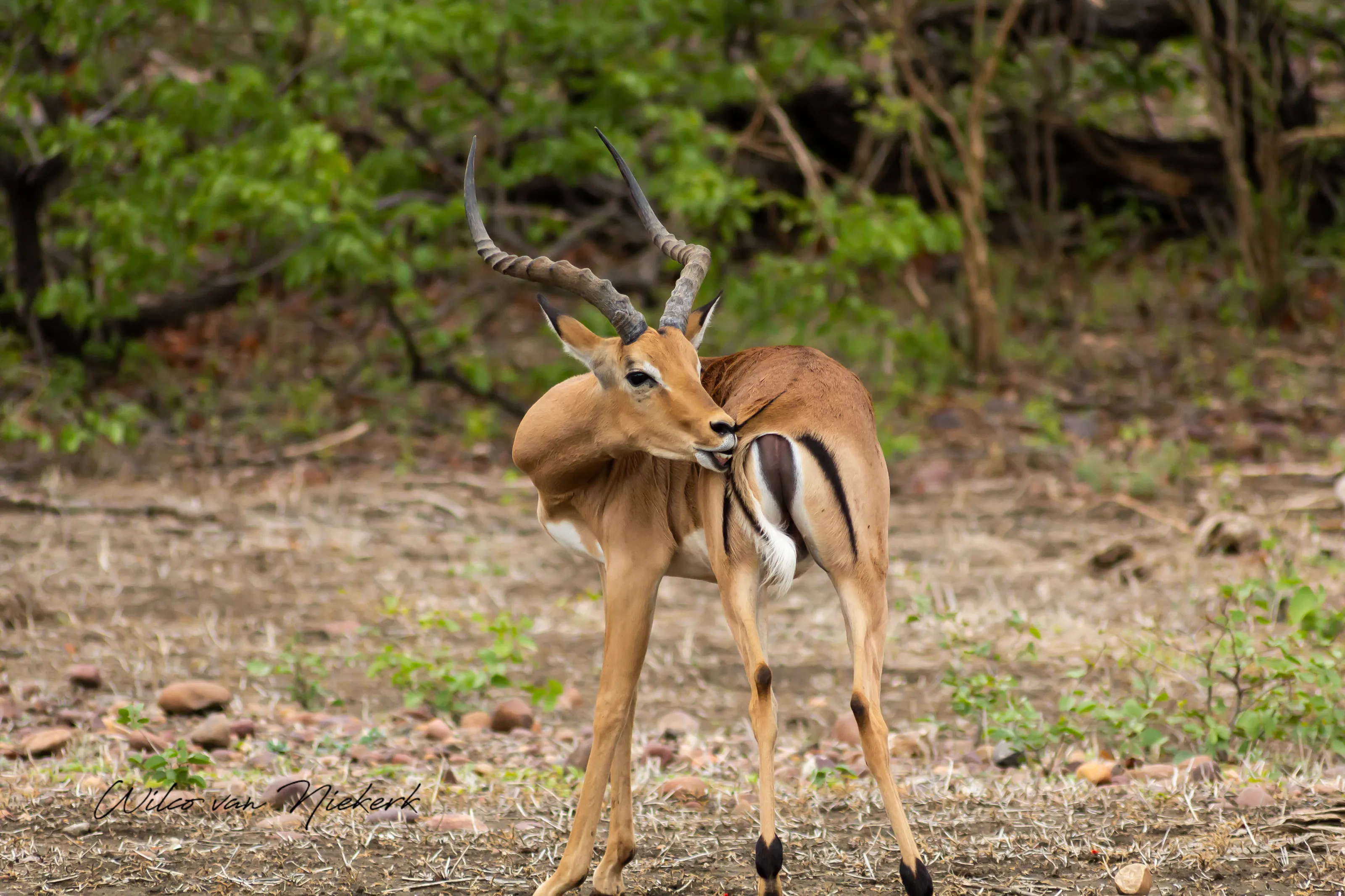 Itch