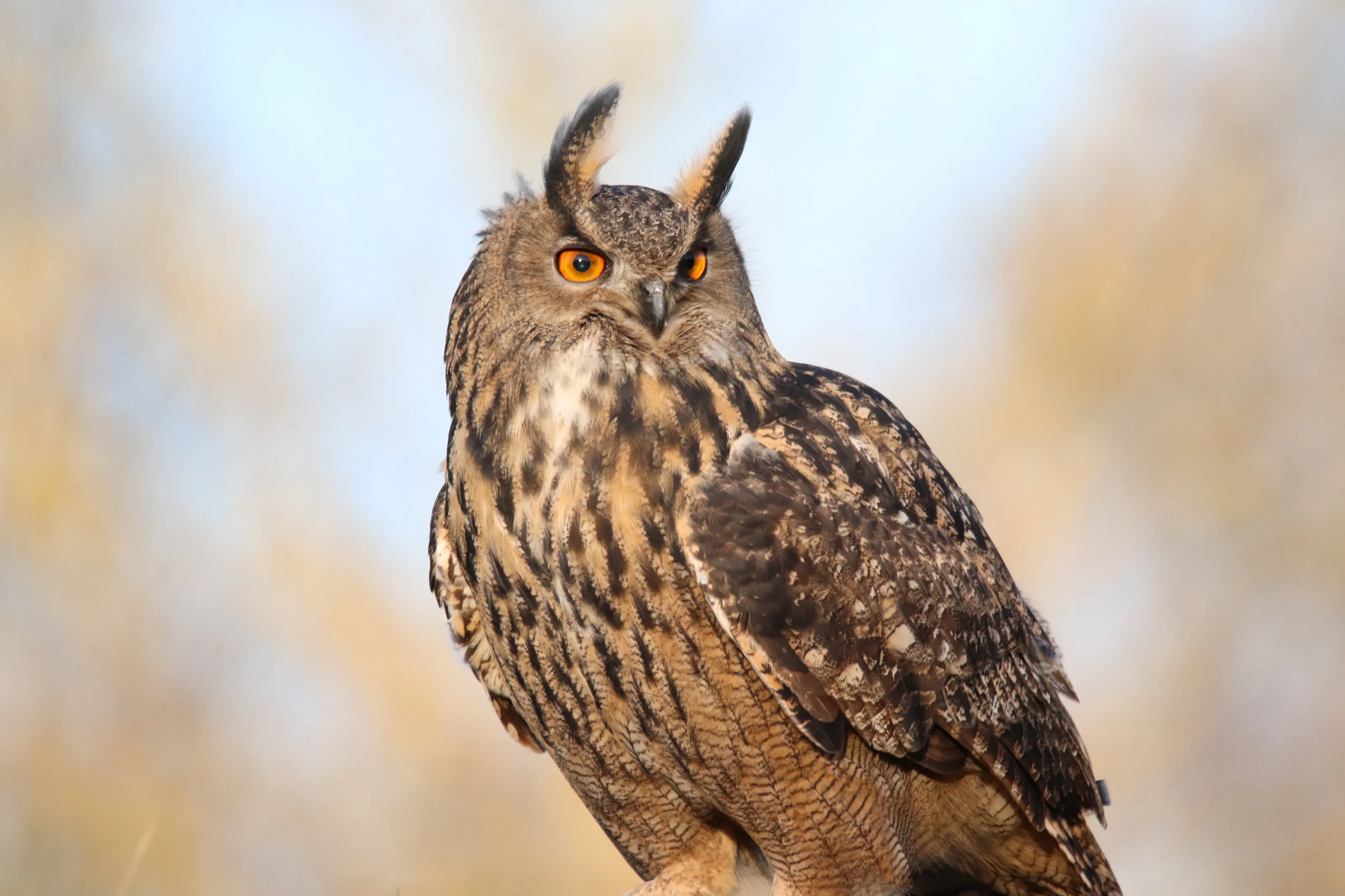 Eagle Owl