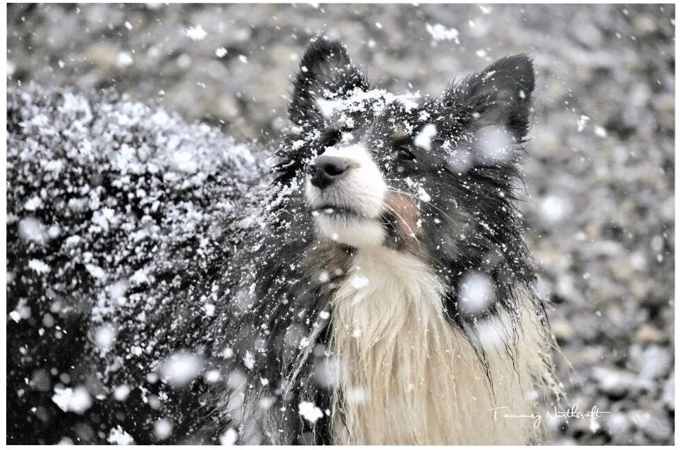 Dreamer the Sheltie says: LET IT SNOW!