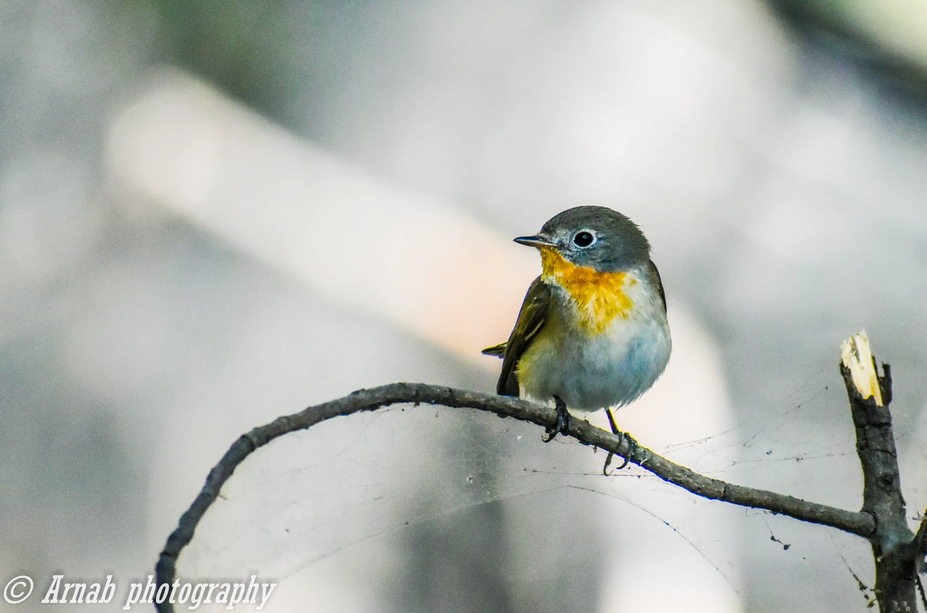 Red breasted flycatcher
