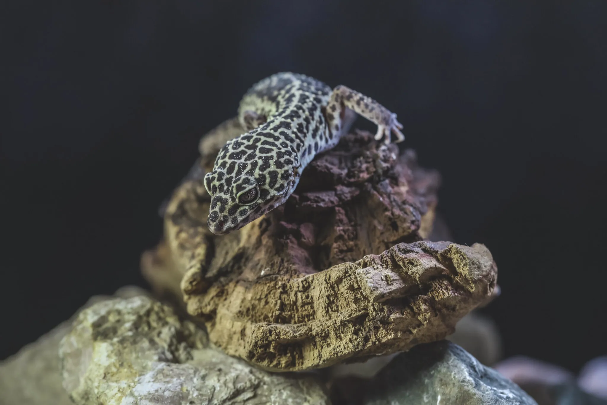 Lizard