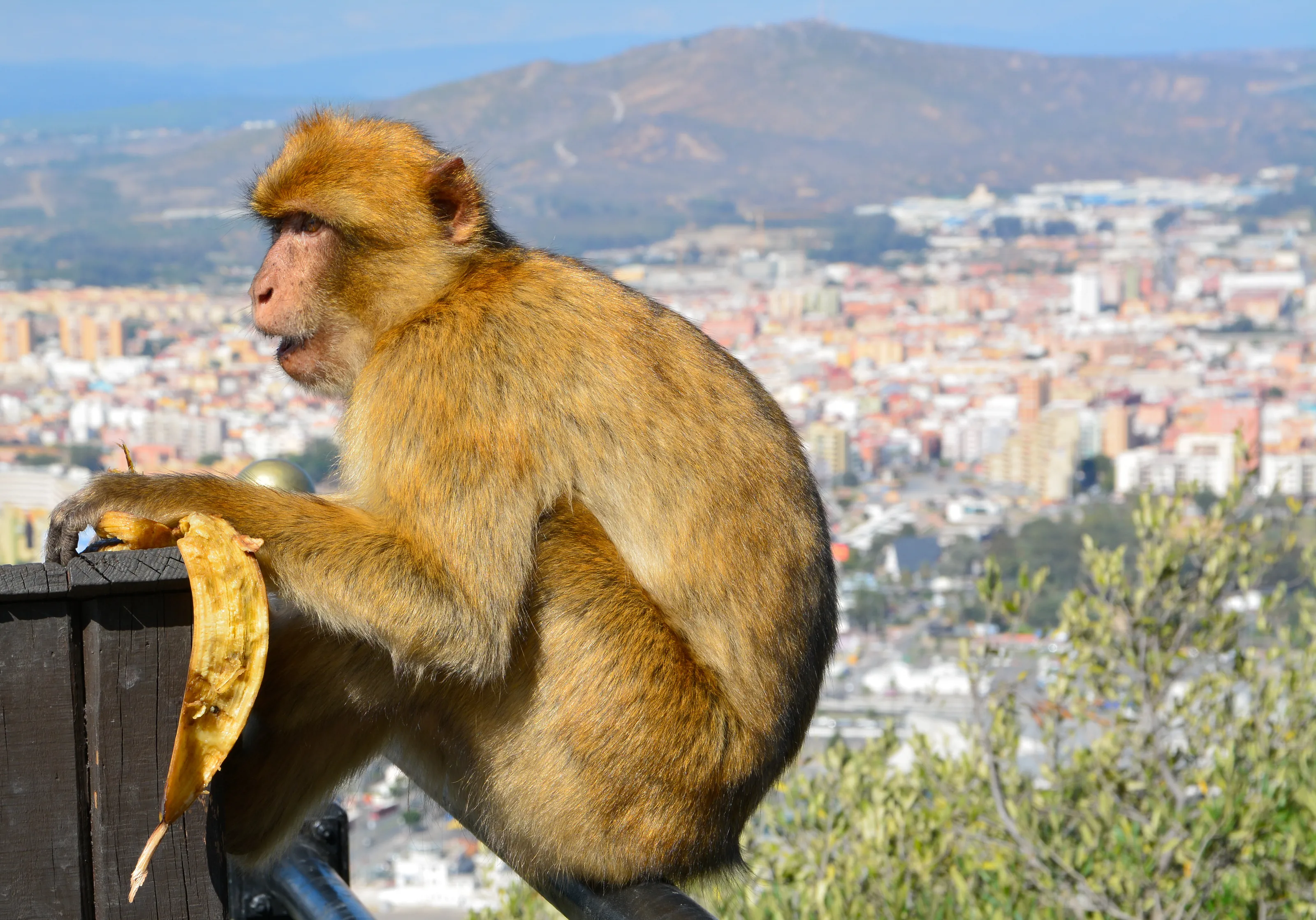 Barbary Macaque in Gibraltar looking for next victim