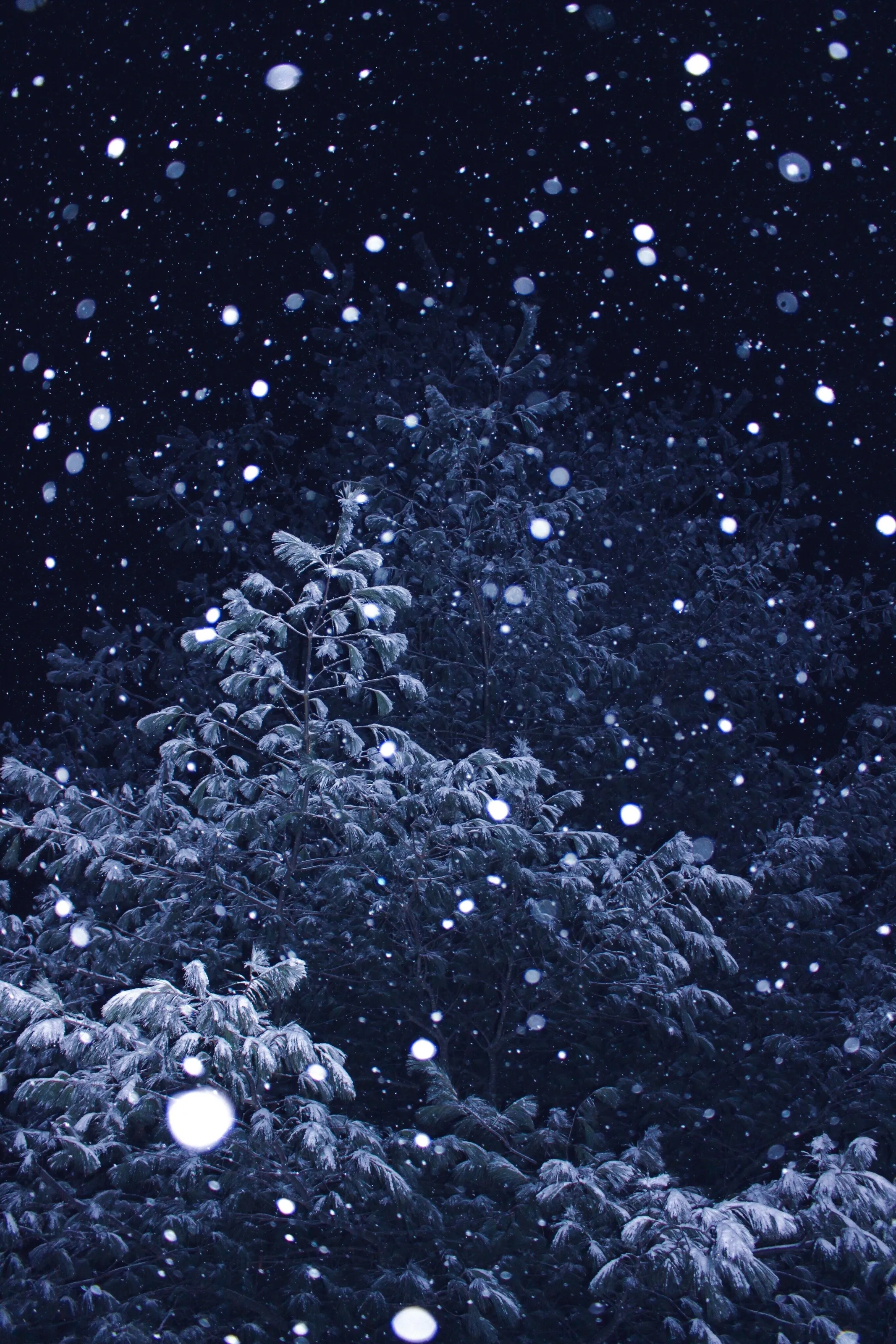 Winter fairytale