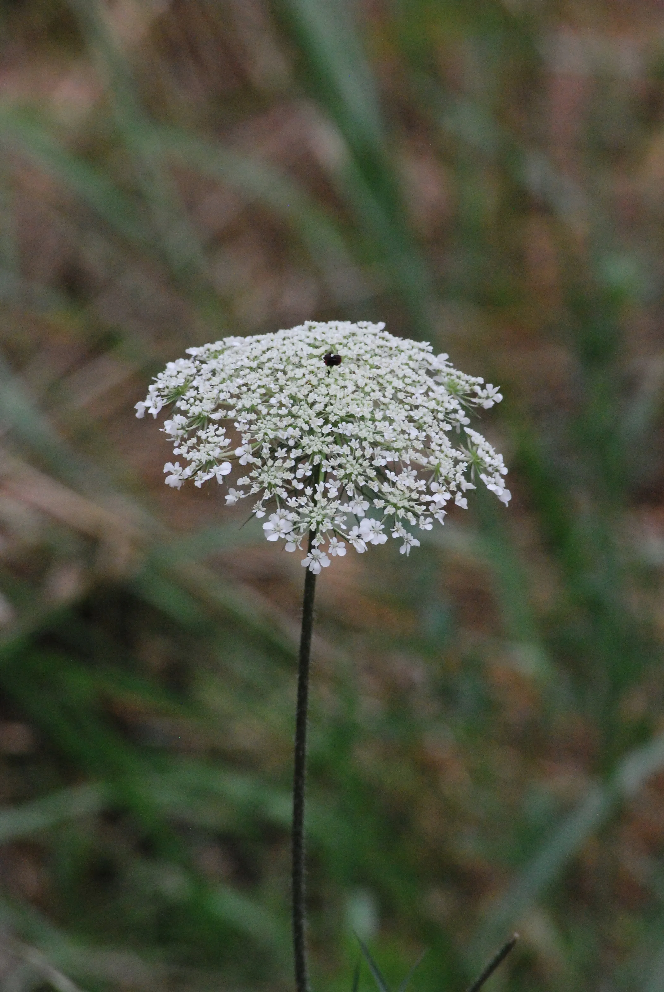 milk weed