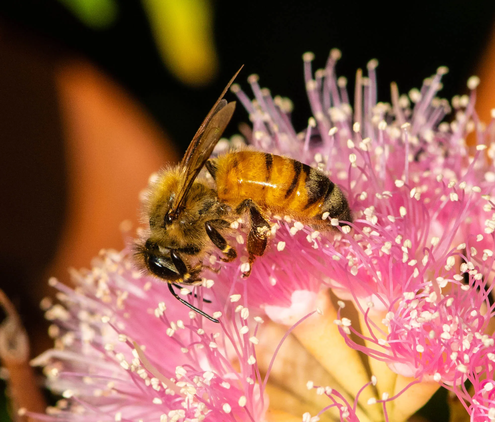 Bee on Wildflower
