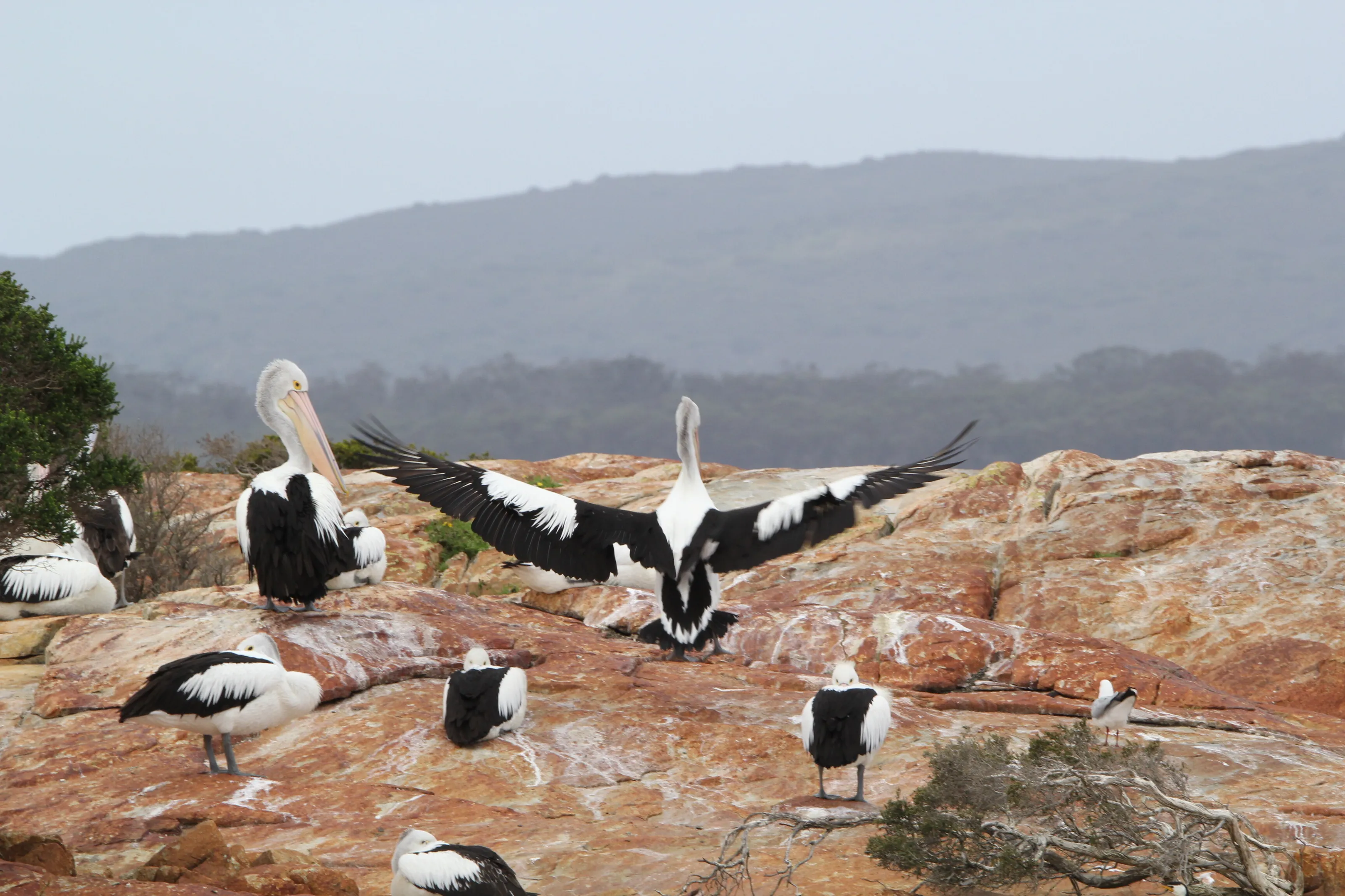 Pelicans Crusoe Island Western Australia