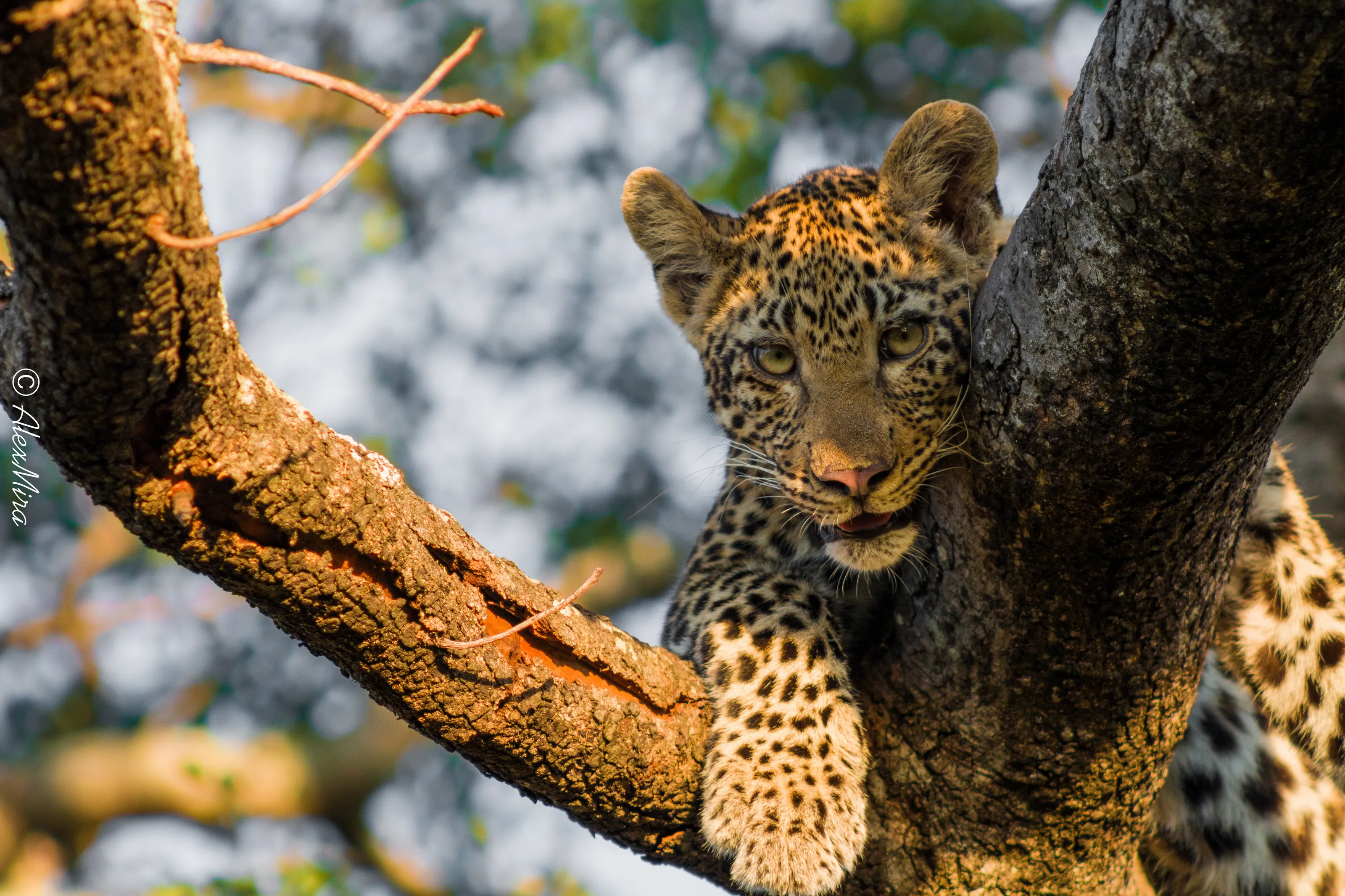 Leopard